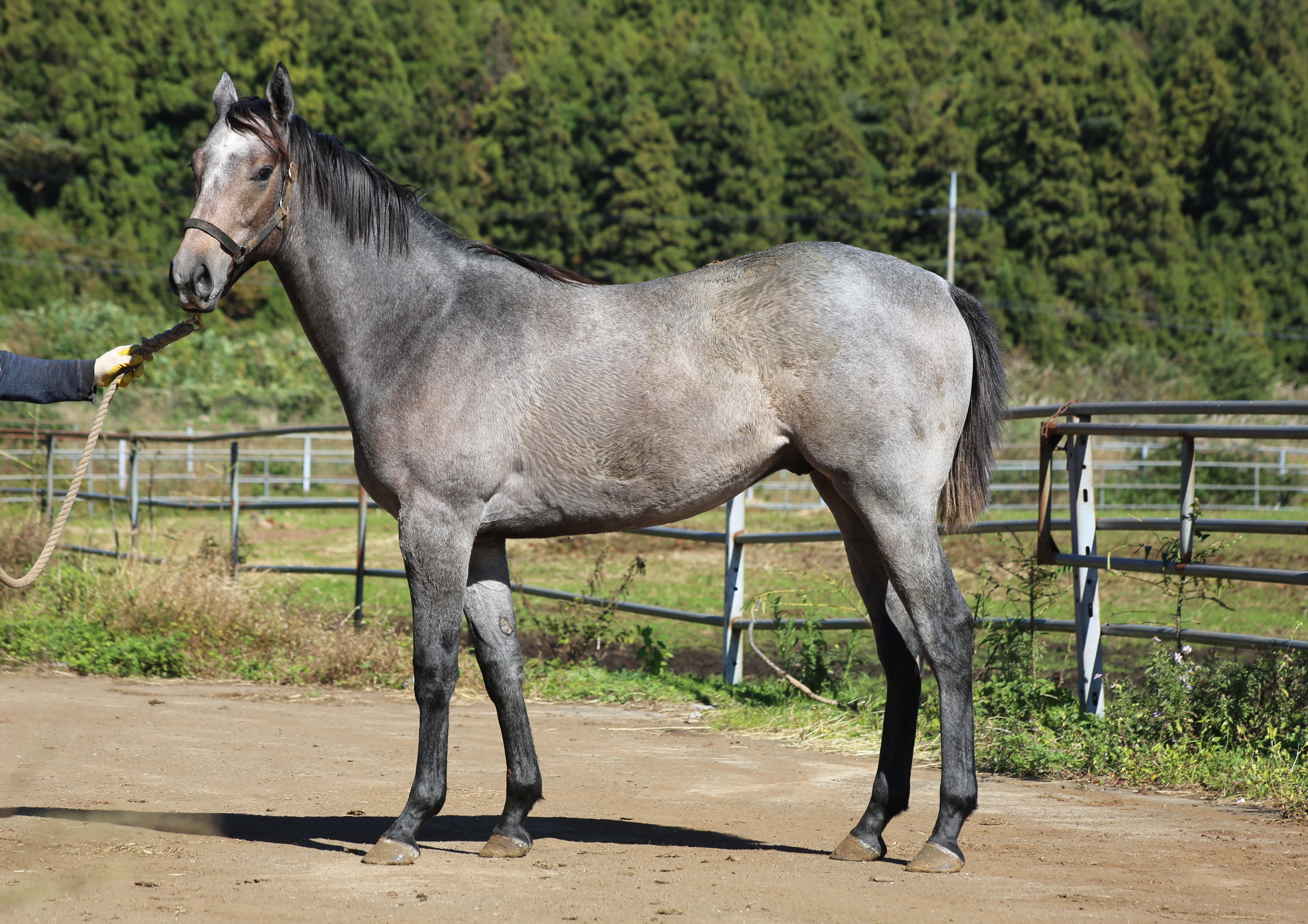 (24년생,수)핑크블레이드 자마 *부 : 레이스데이