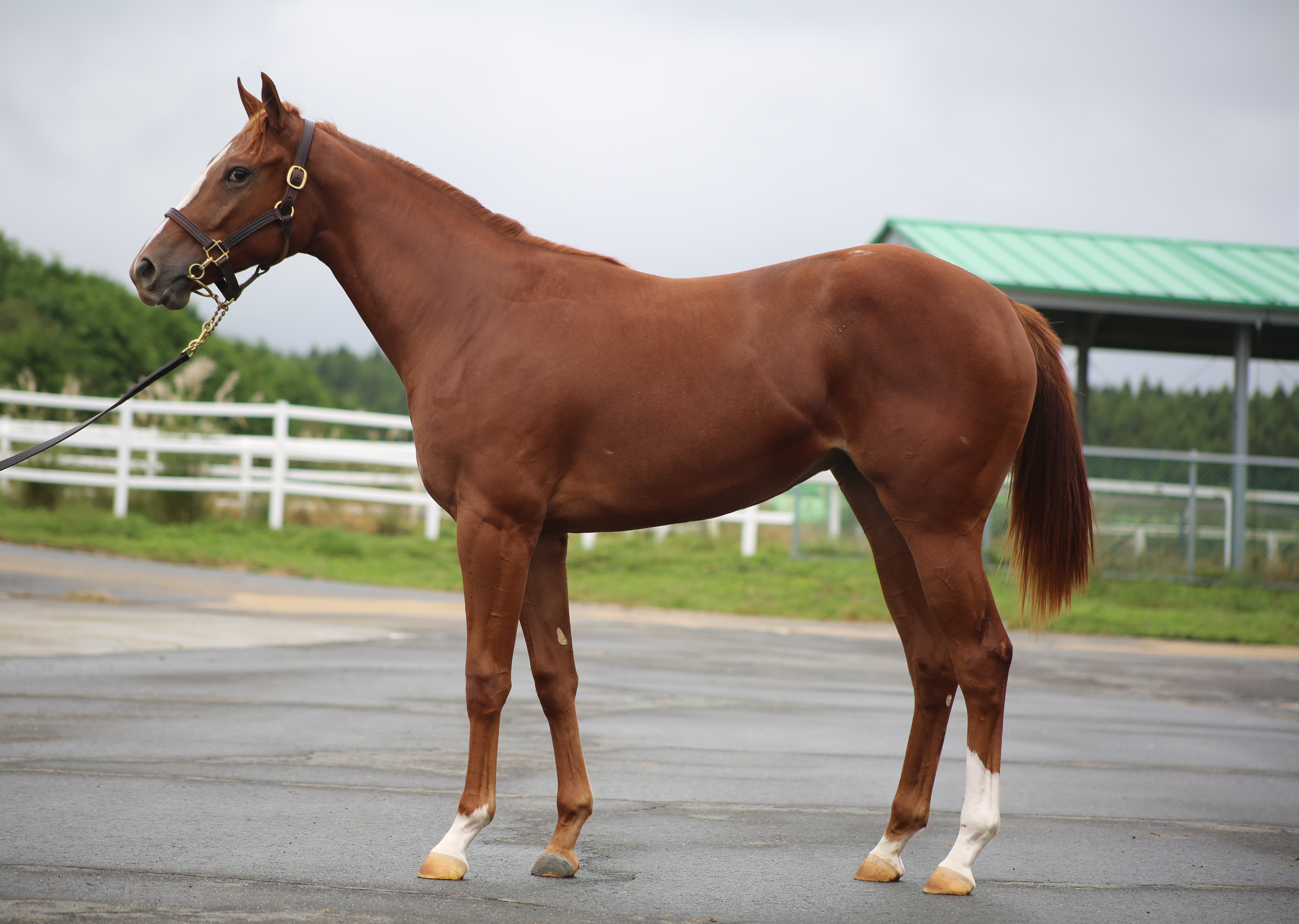 (24년생,암)닥터콩순이 자마 *부 : 미스치비어슬리
