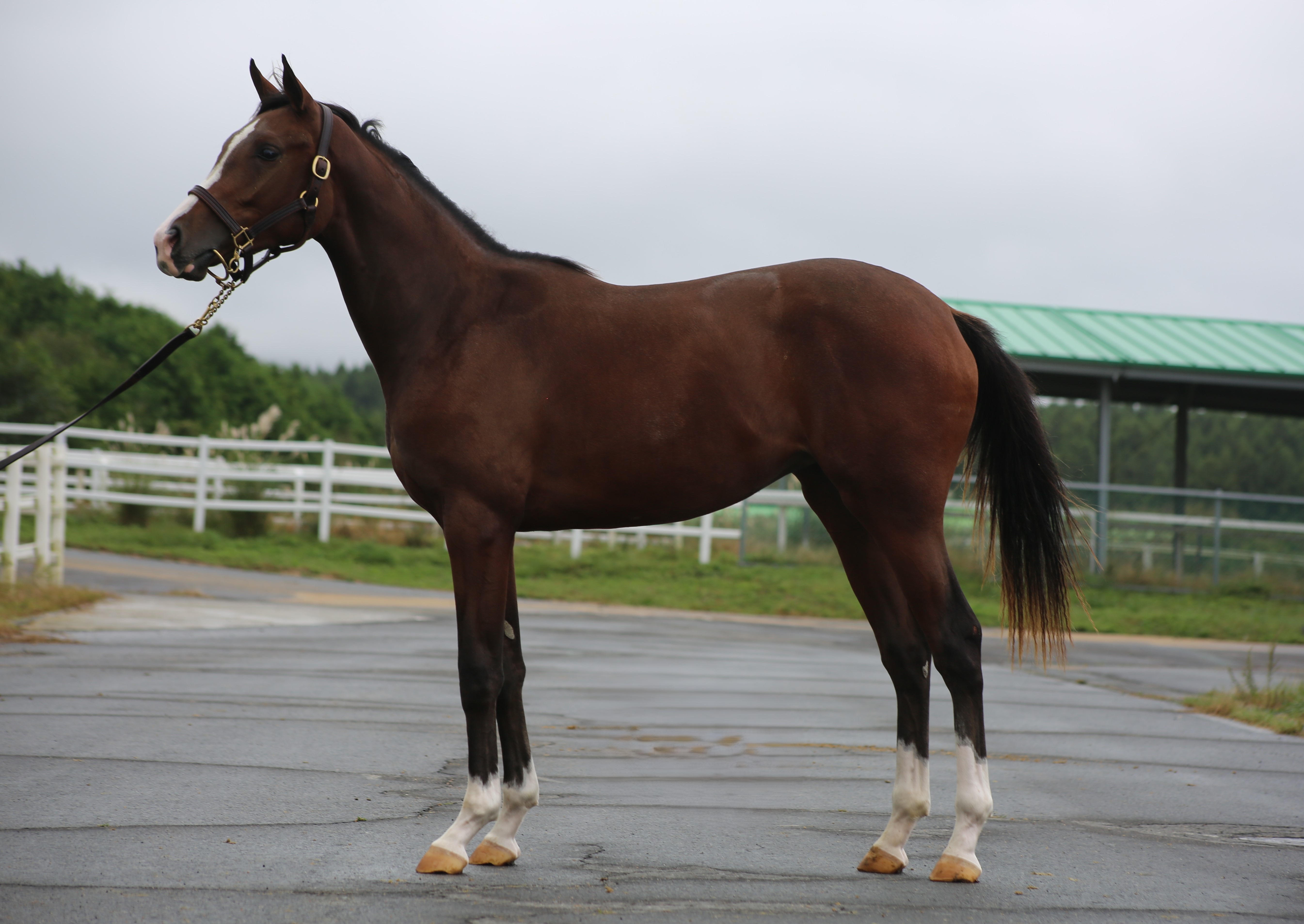 (24년생,암)머시매터스 자마 *부 : 한센