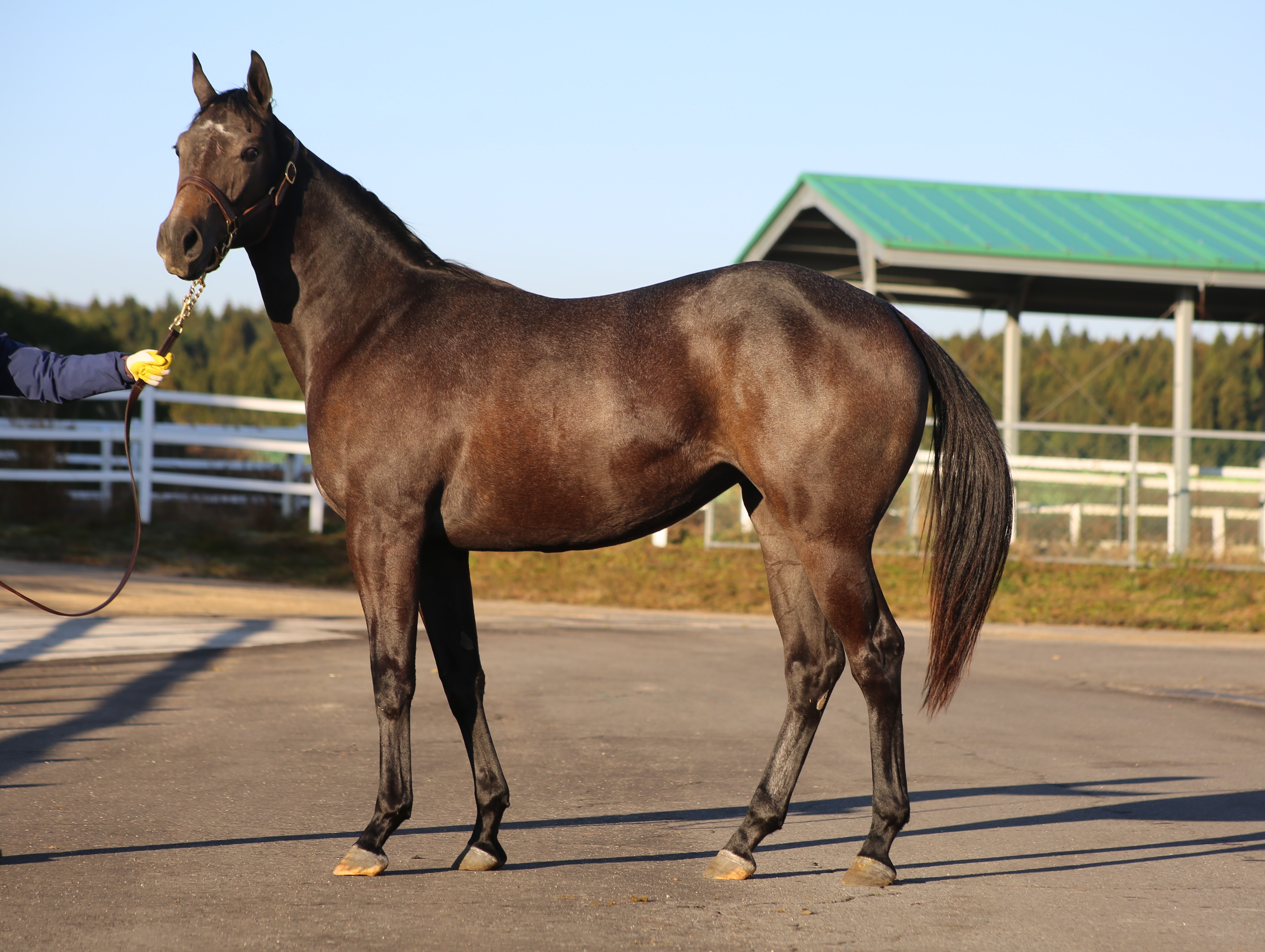 (24년생,암)테이크하트 자마 *부 : 레이스데이