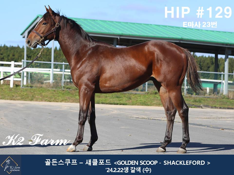 (24년생,수)골든스쿠프 자마 *부 : 섀클포드