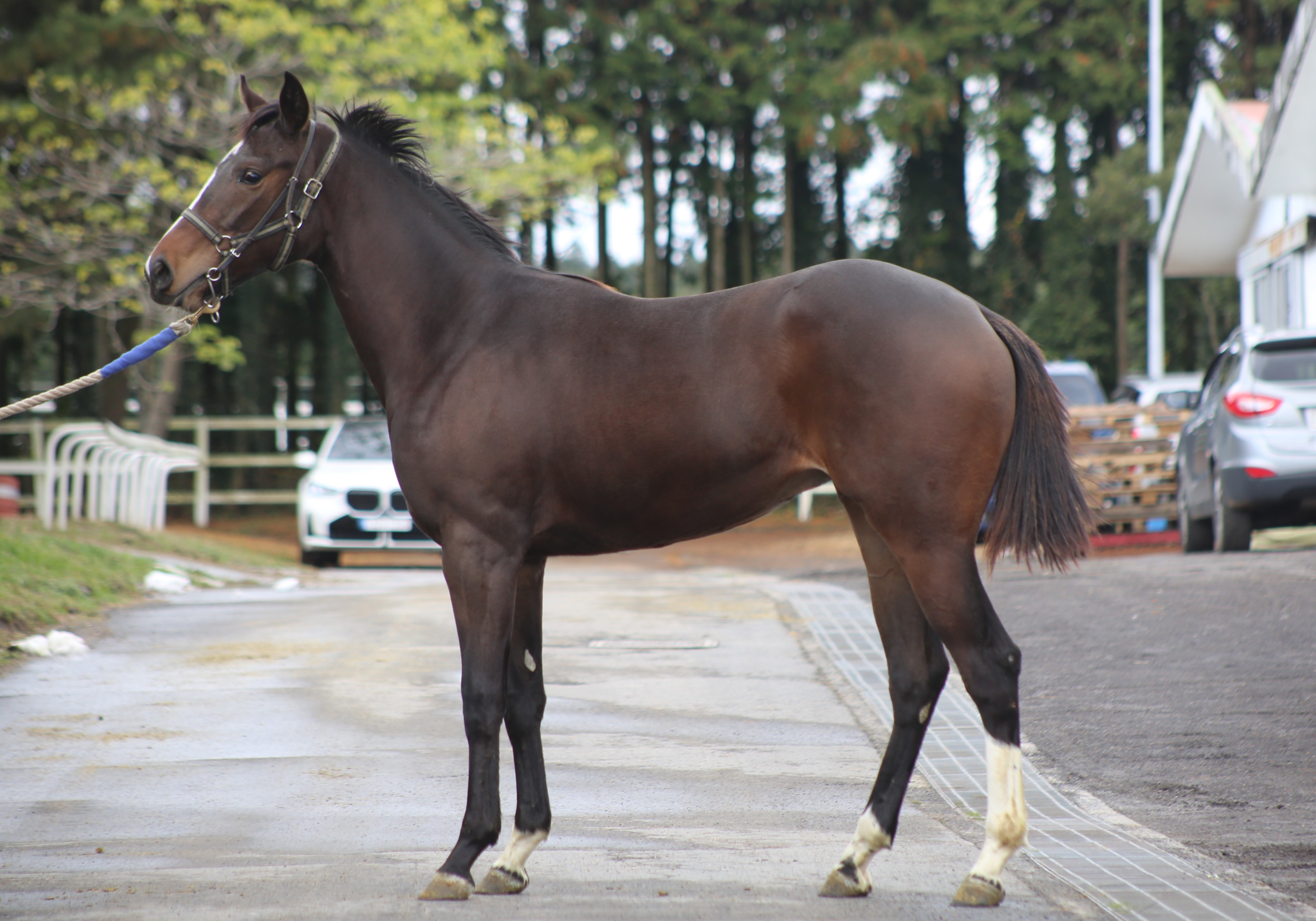 (24년생,암)그레이스 자마 *부 : 테스타마타