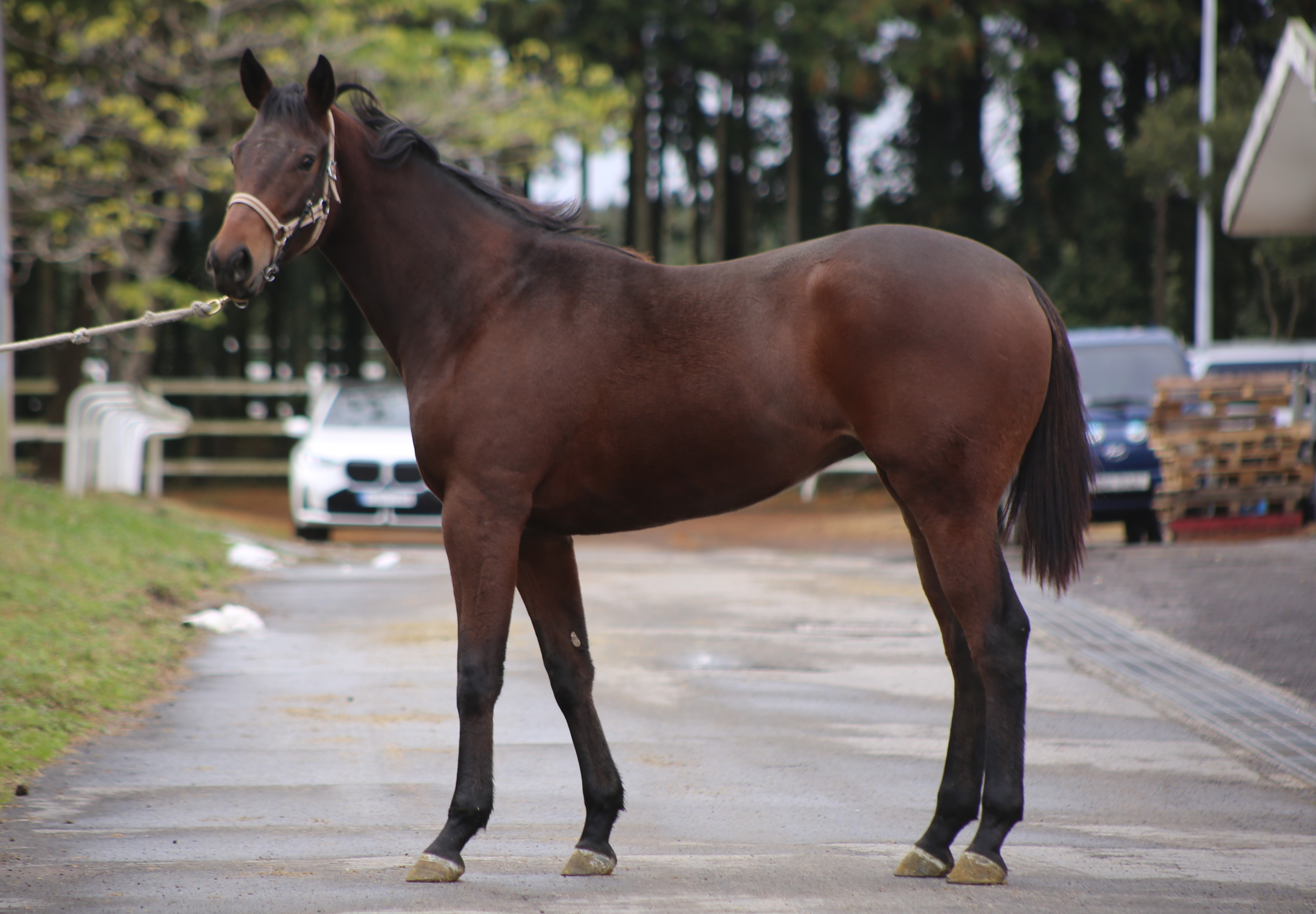 (24년생,암)만델리나 자마 *부 : 카우보이칼