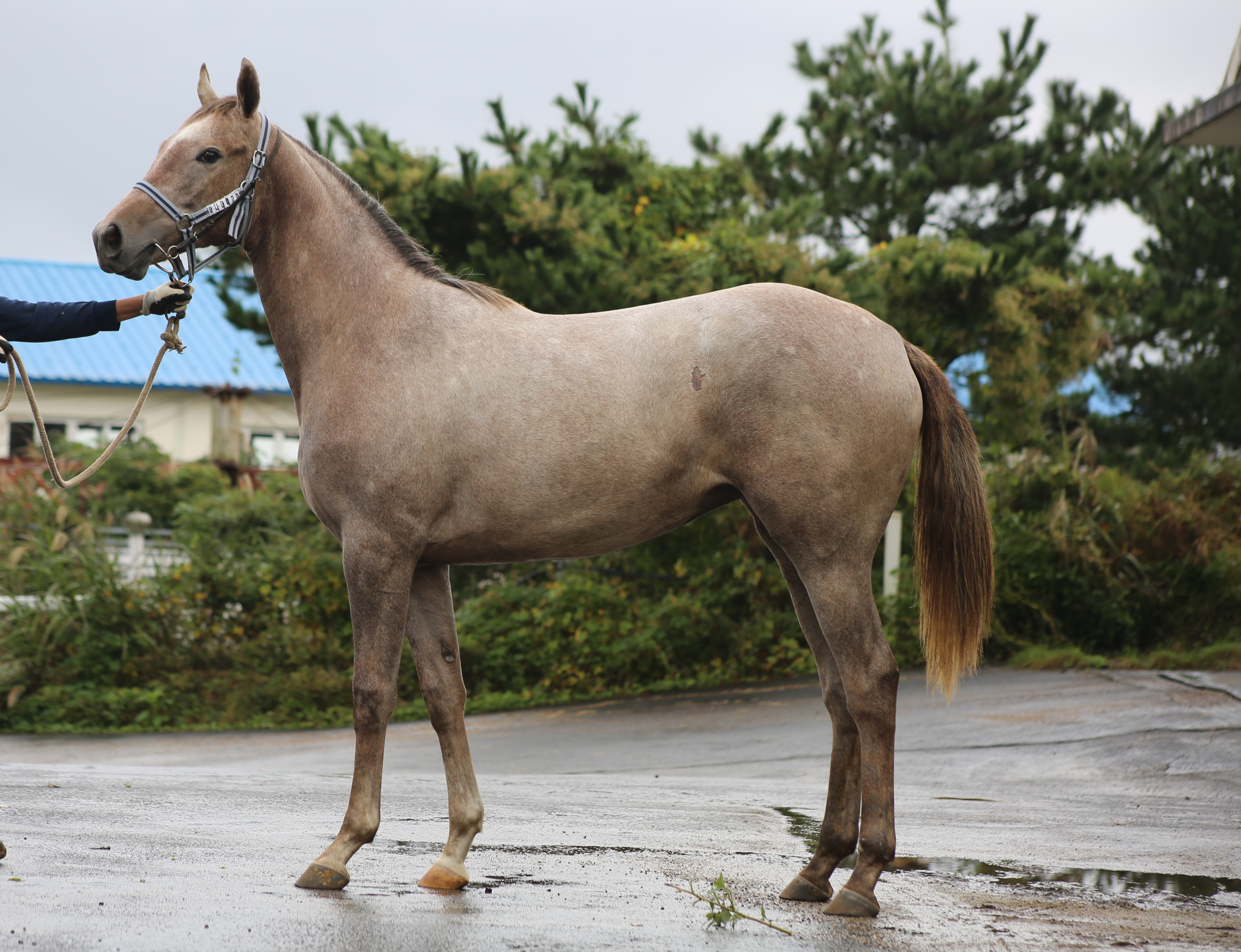 (24년생,암)머니대륙 자마 *부 : 한센