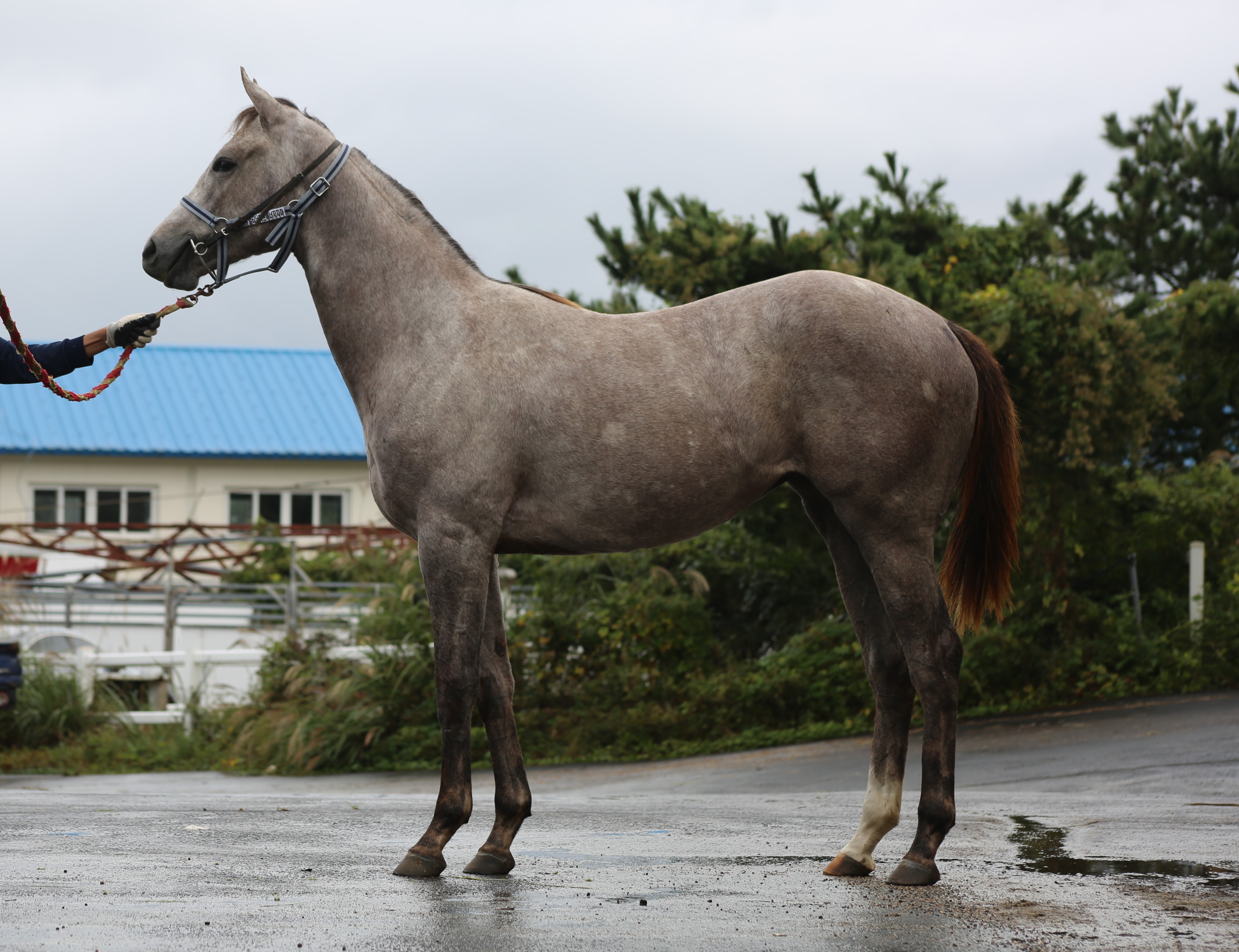 (24년생,암)얼터너티브에너지 자마 *부 : 레이스데이