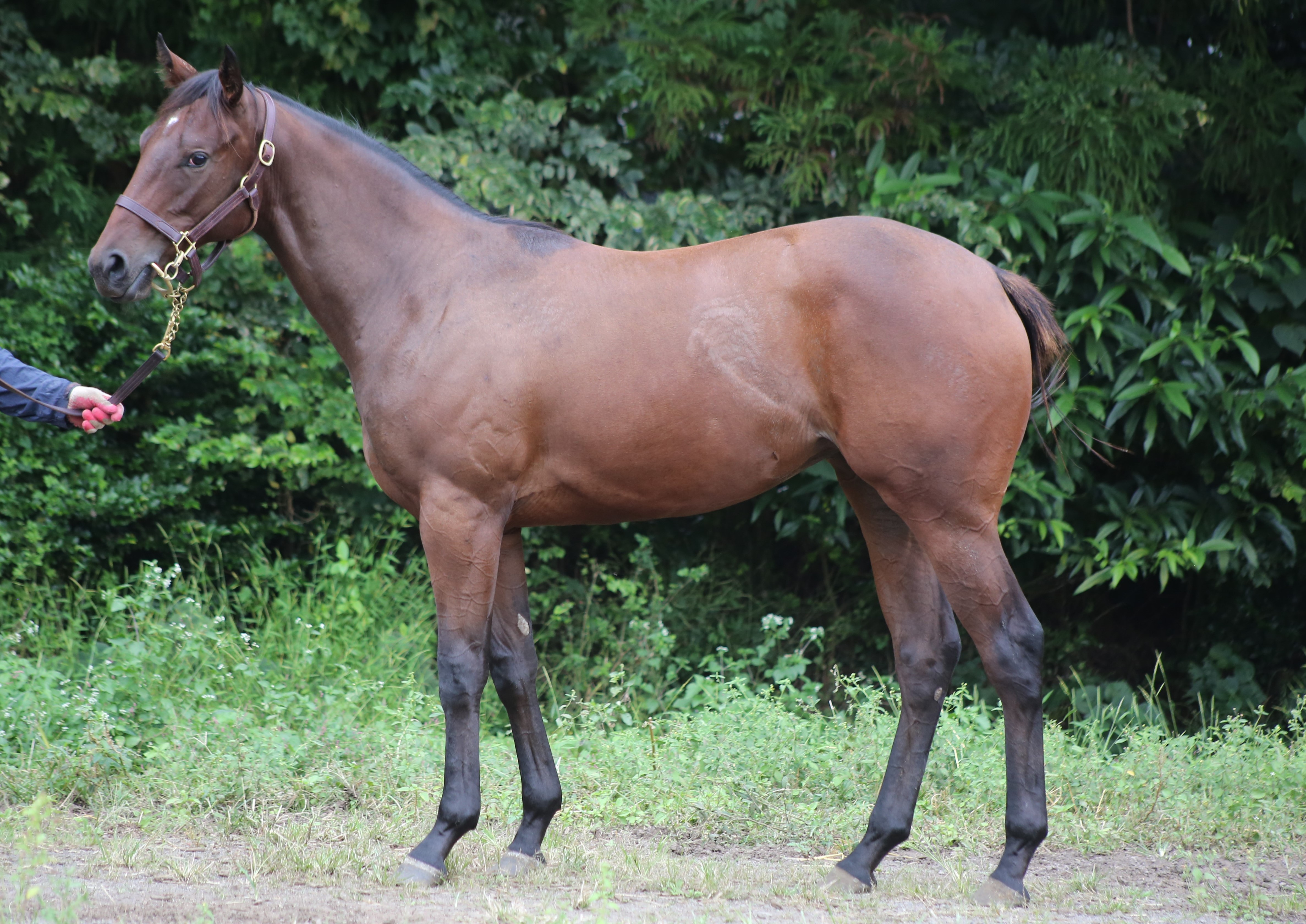 (24년생,암)케이케이스벅아이 자마 *부 : 레이스데이