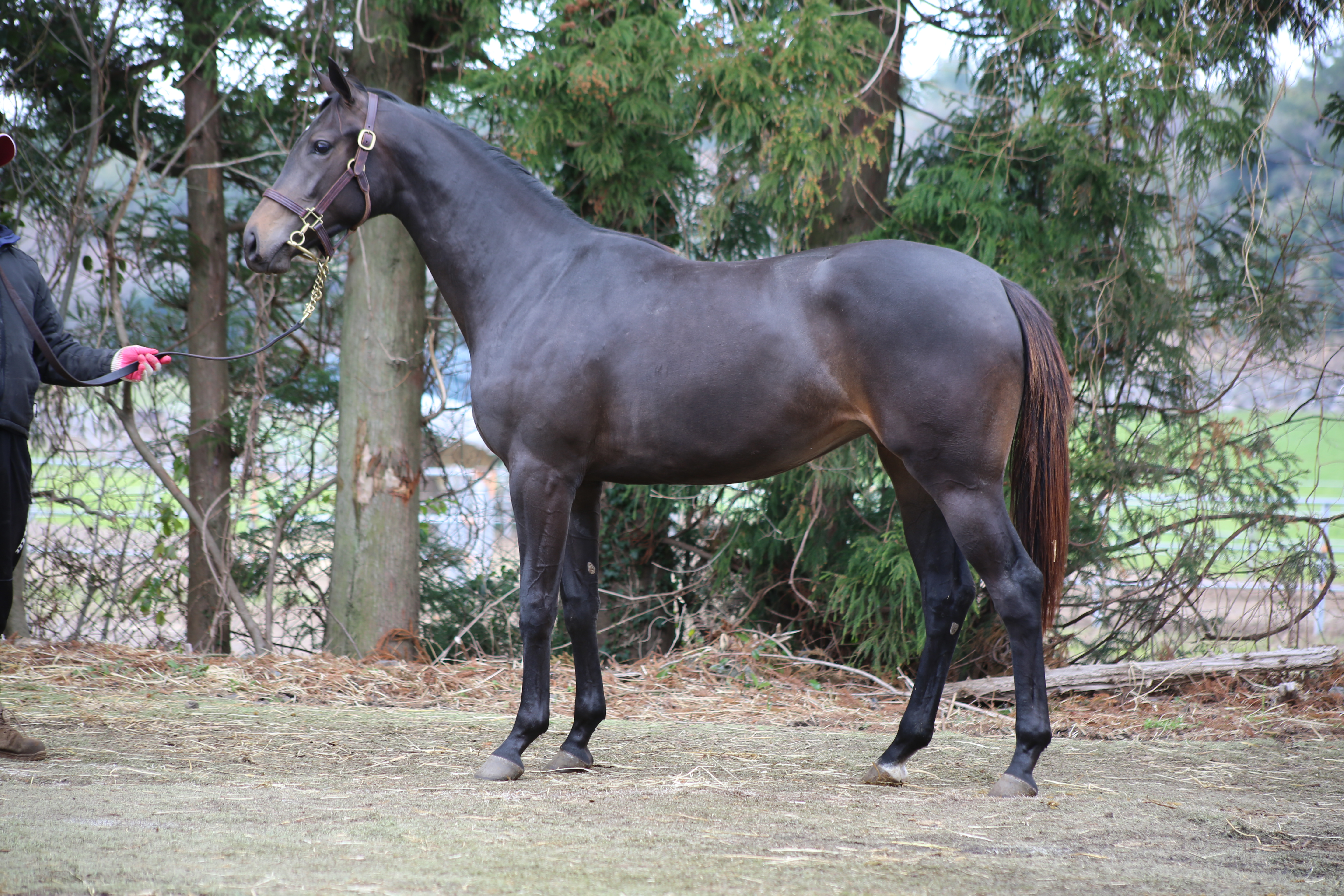 (24년생,암)클래시컬휴머 자마 *부 : 레이스데이