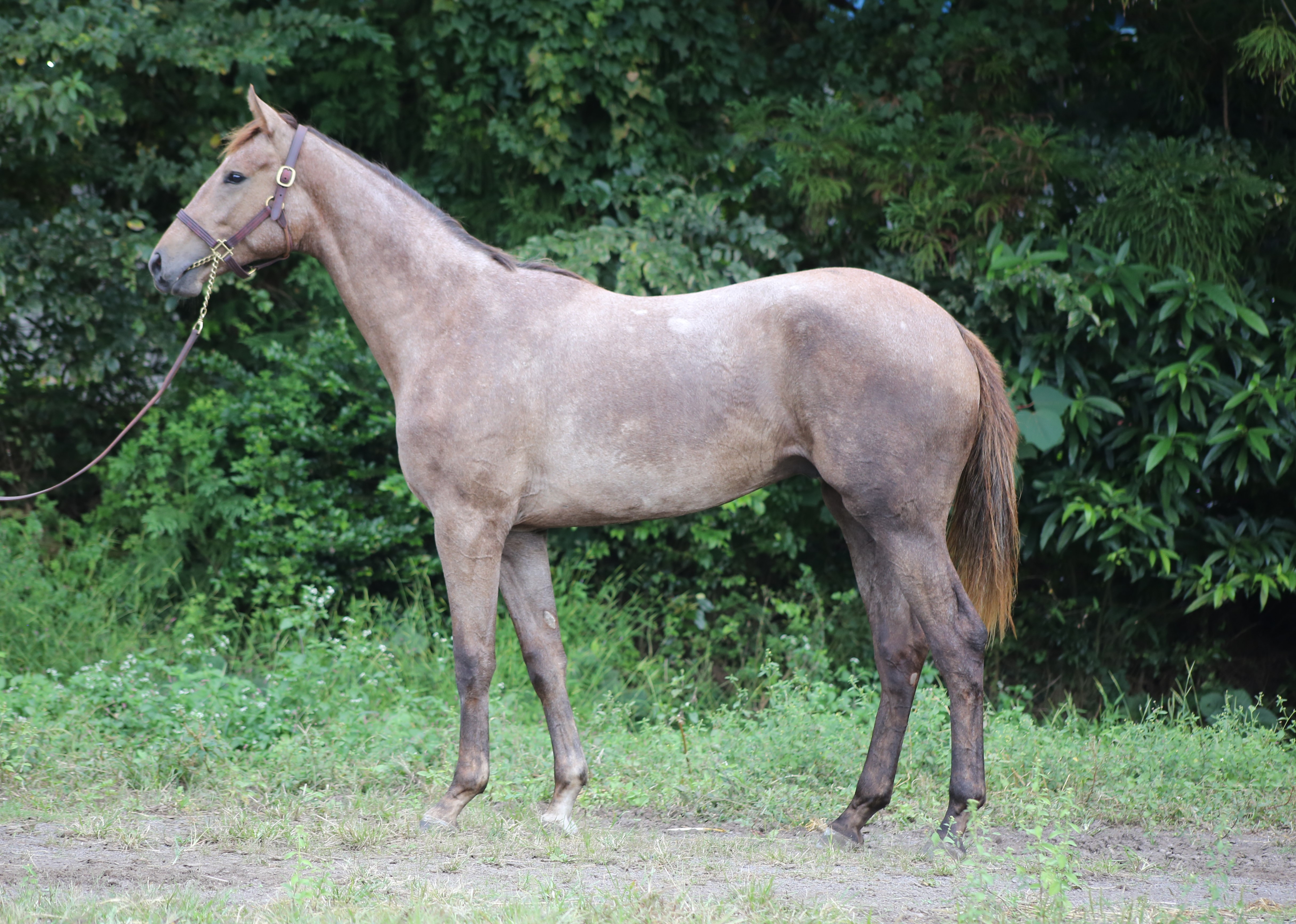 (24년생,수)레인스터레이디 자마 *부 : 레이스데이