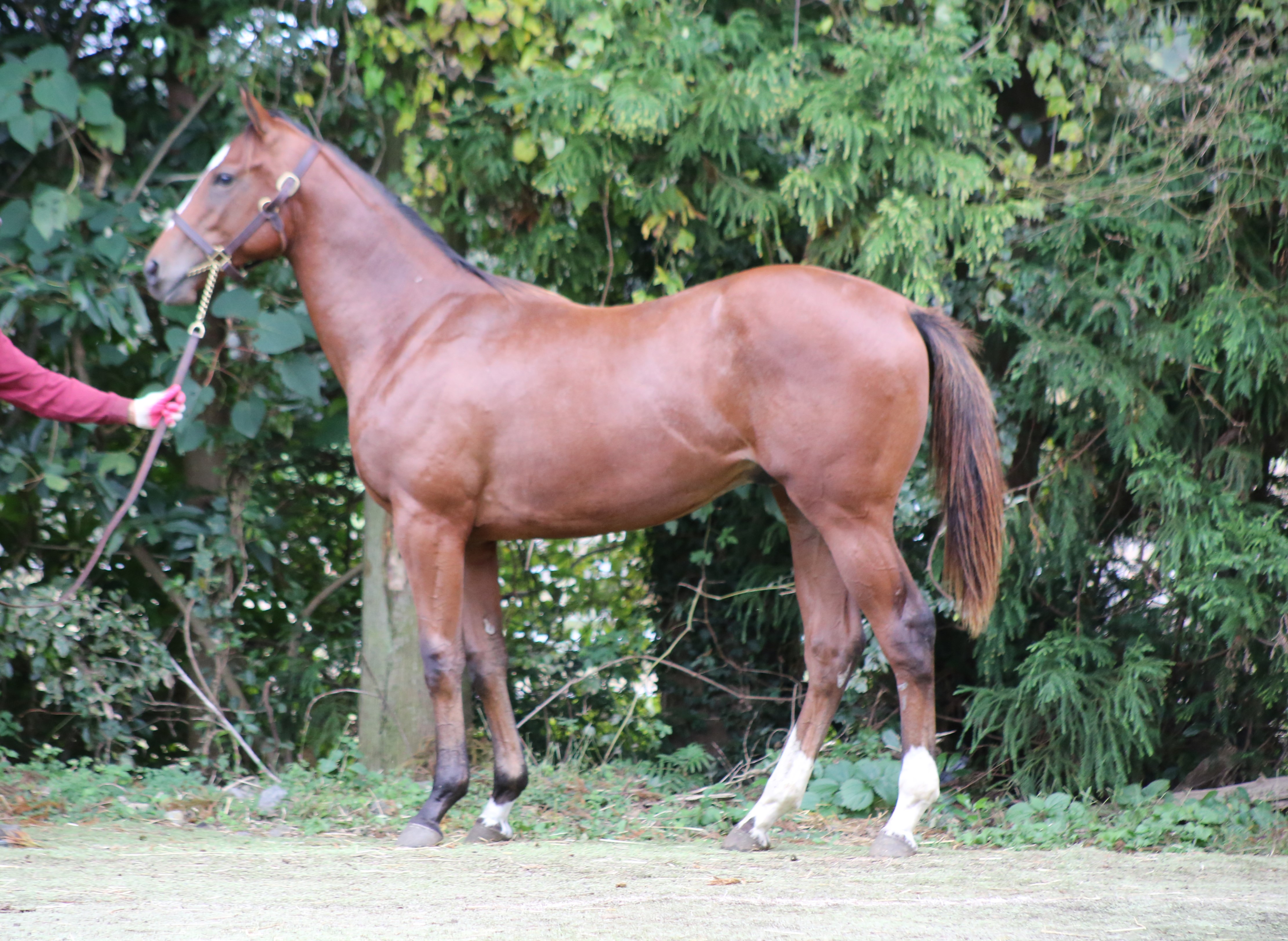 (24년생,수)캐스터 자마 *부 : 지몰로지스트