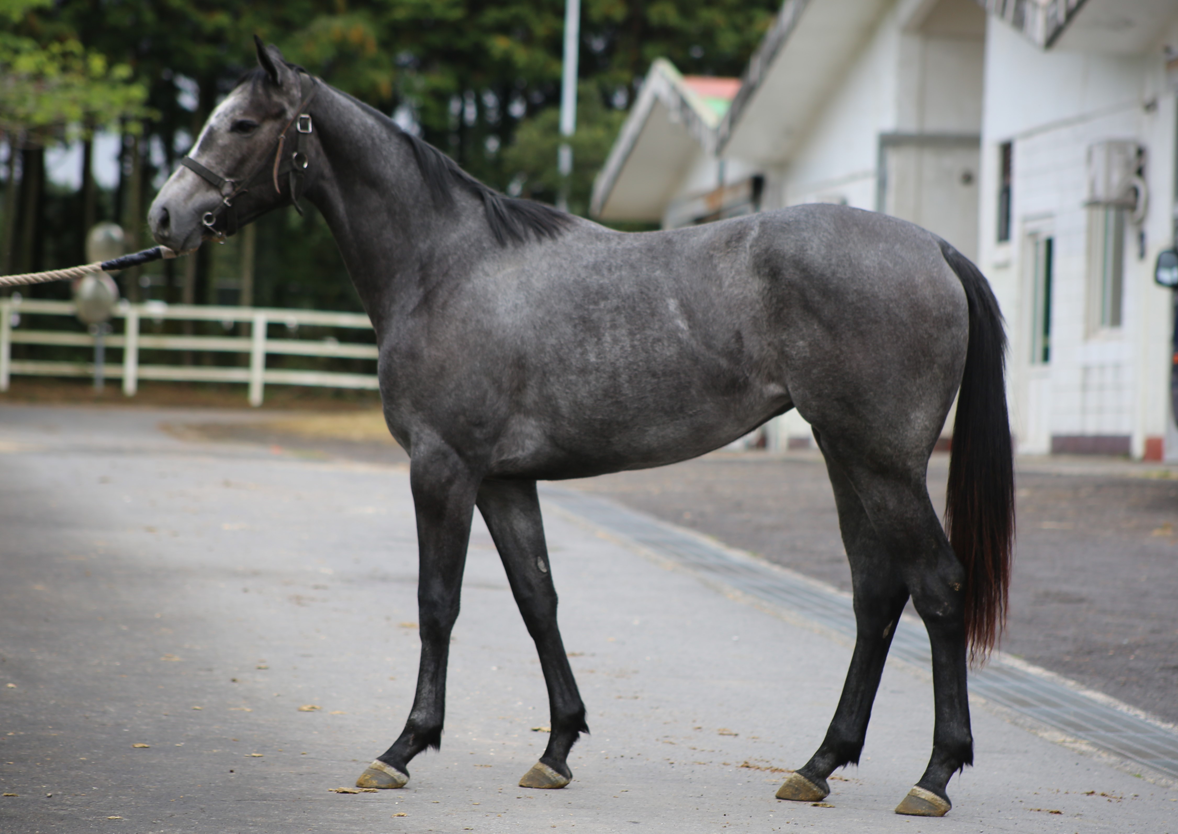 (24년생,암)릴리울레이 자마 *부 : 콩코드포인트