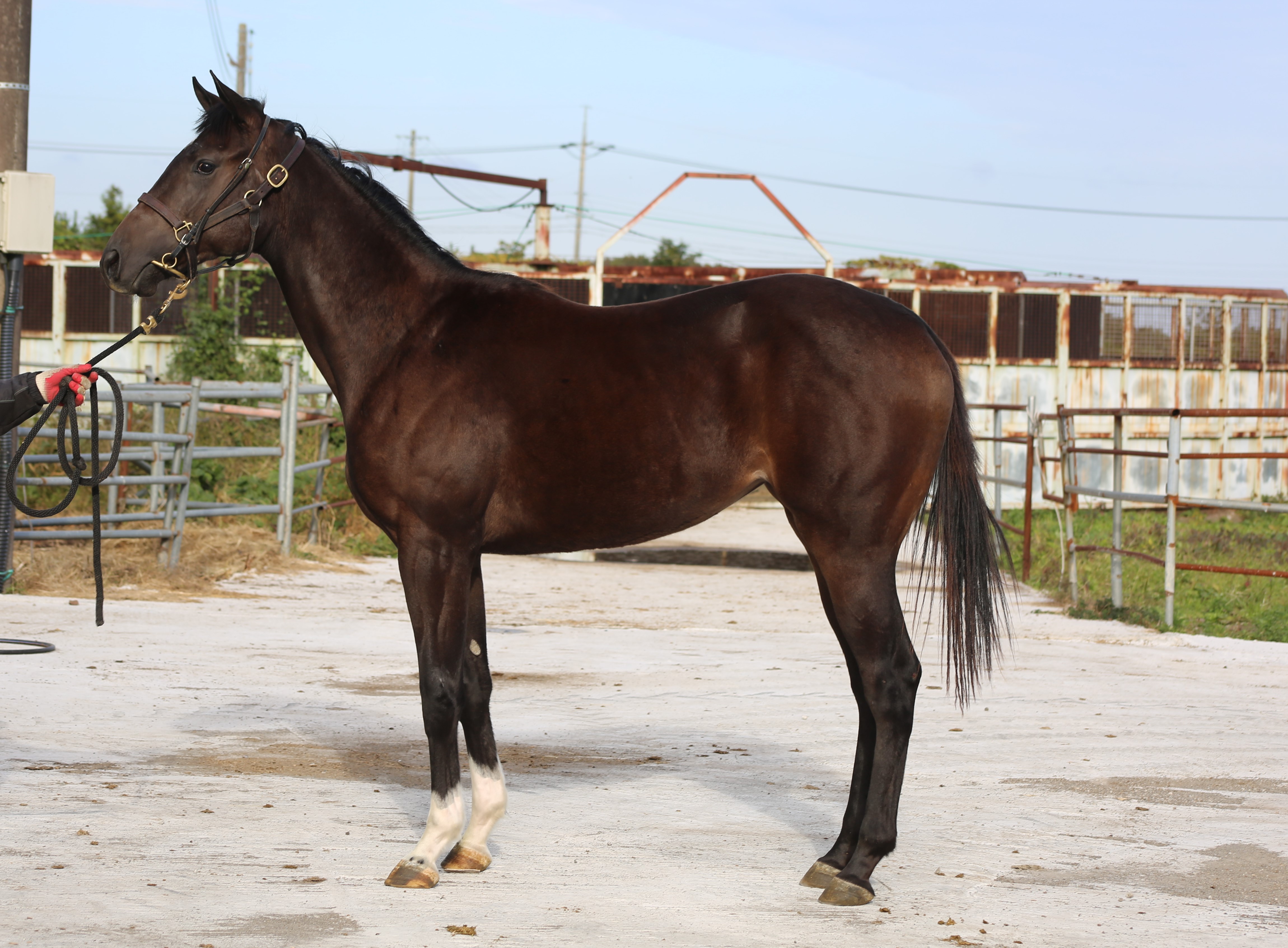 (24년생,암)영천더비 자마 *부 : 카우보이칼