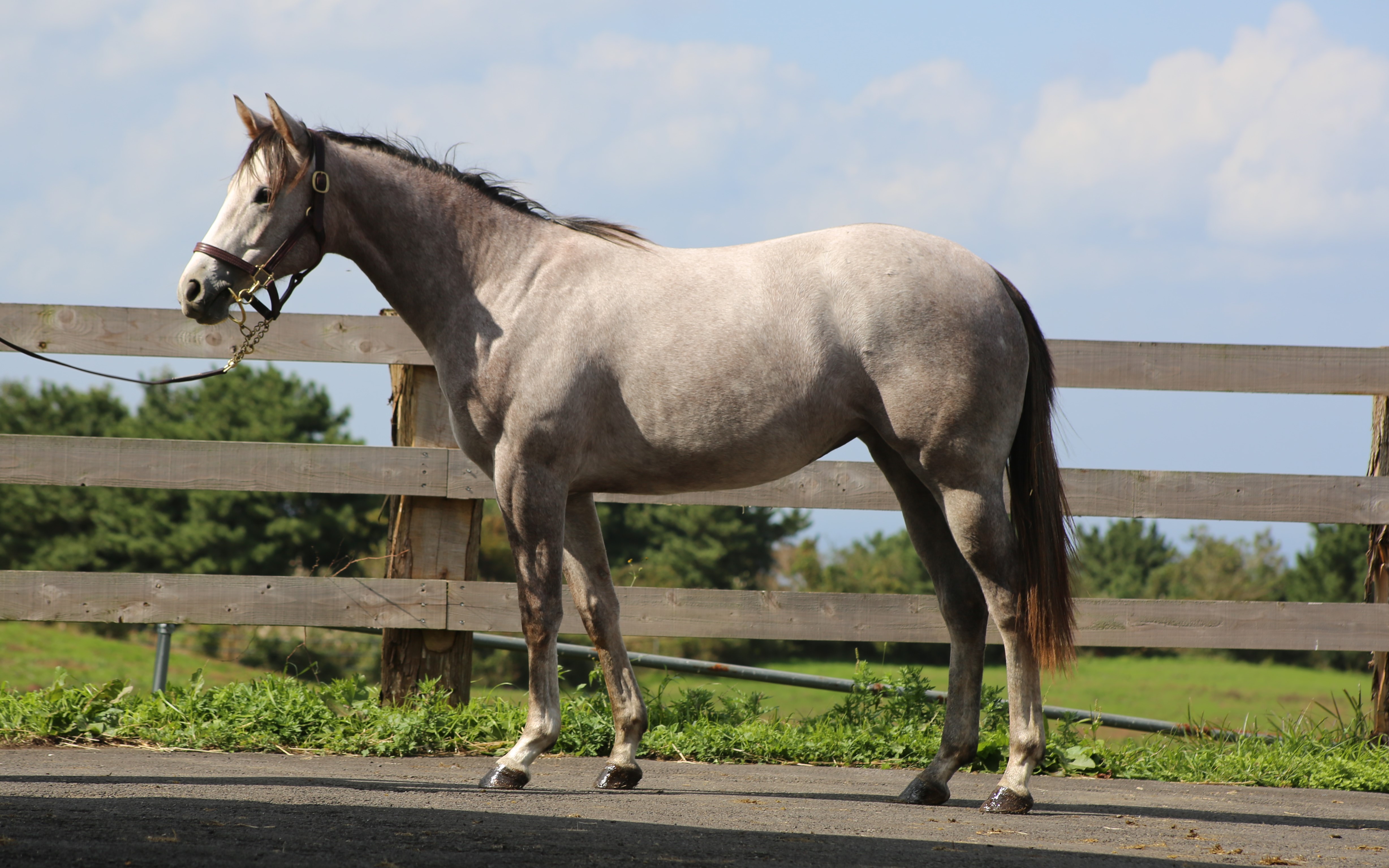 (24년생,암)바램 자마 *부 : 레이스데이