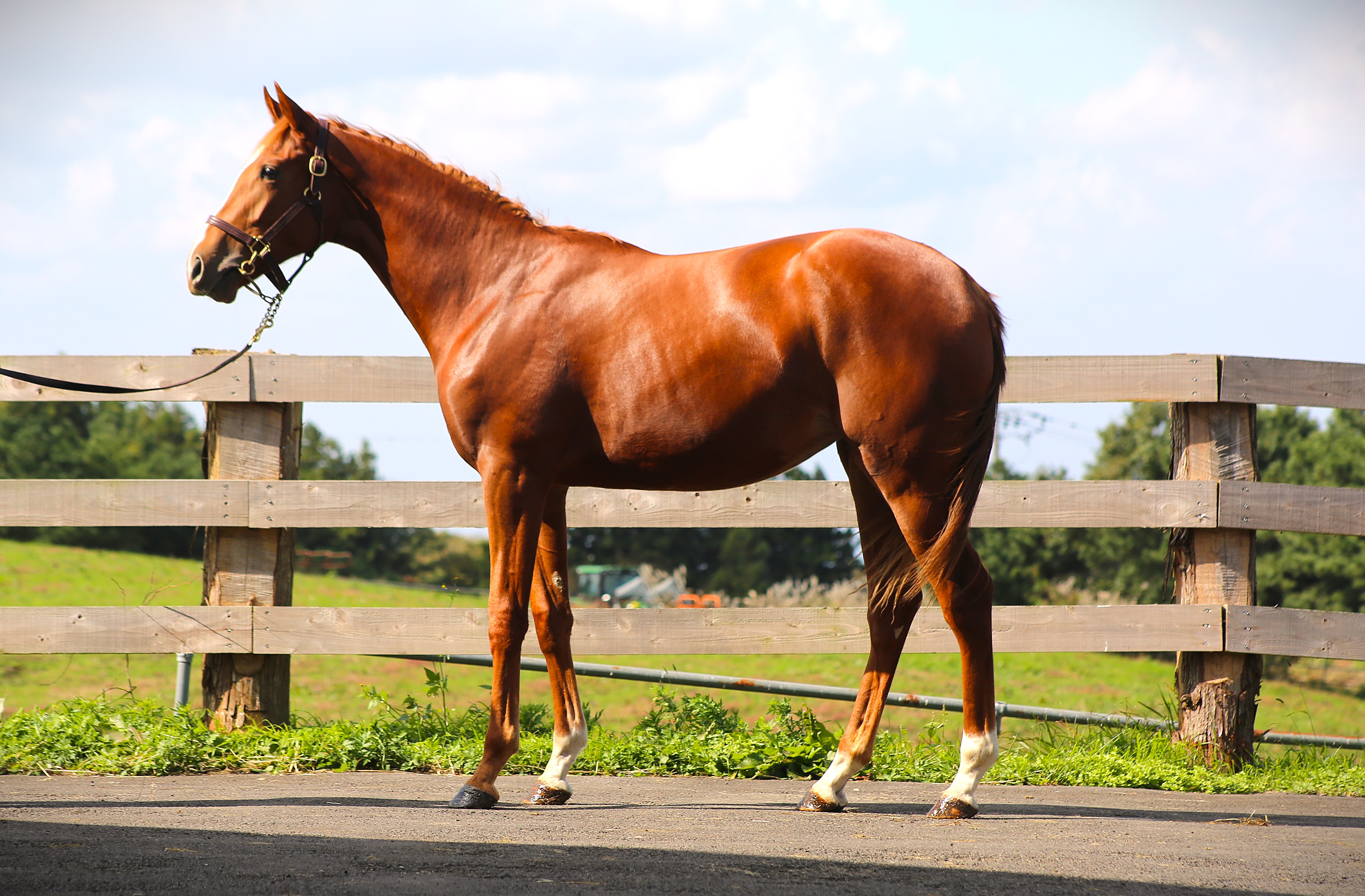 (24년생,암)벨어브더문 자마 *부 : 트리플나인