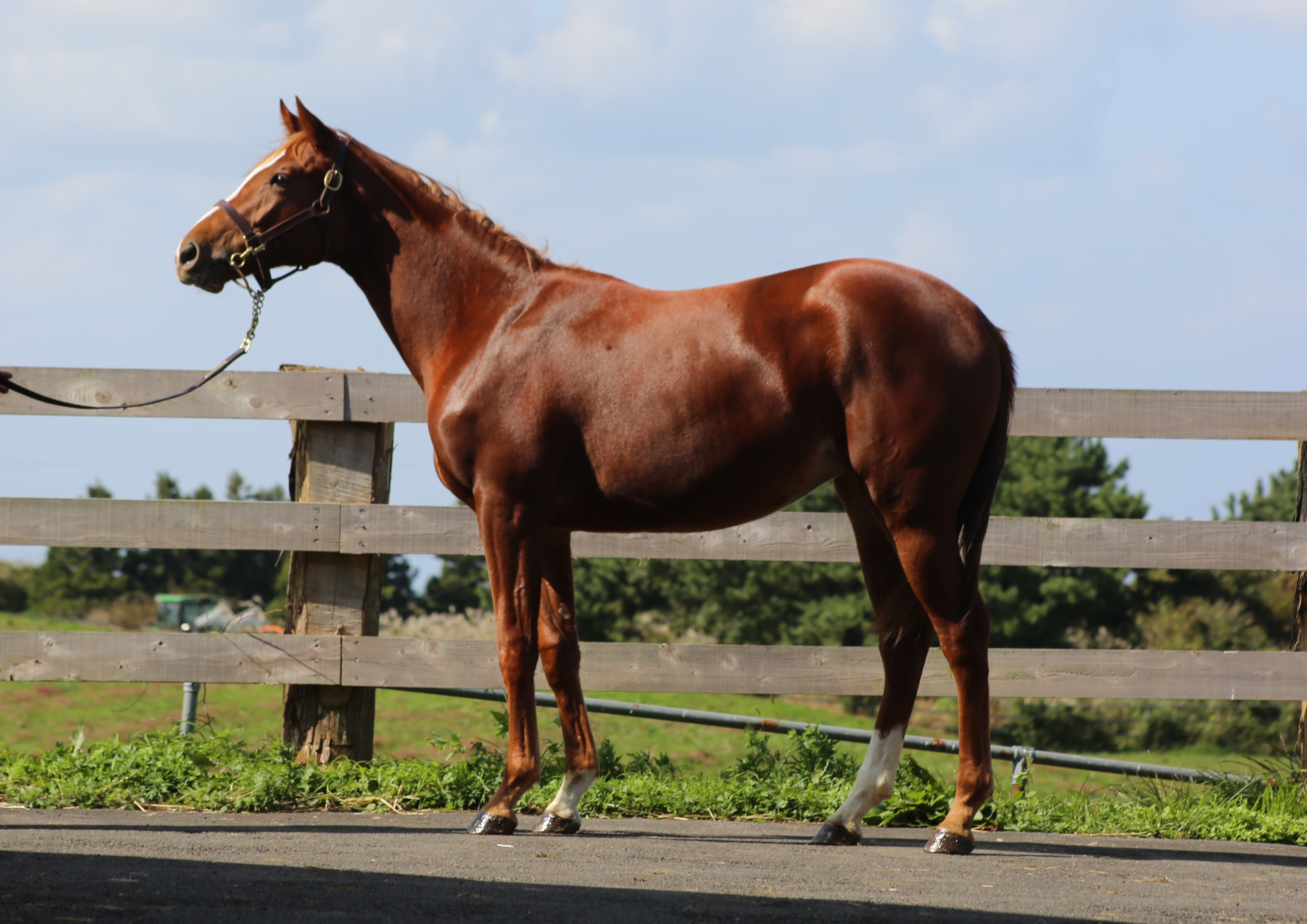 (24년생,암)빅에이스 자마 *부 : 트리플나인