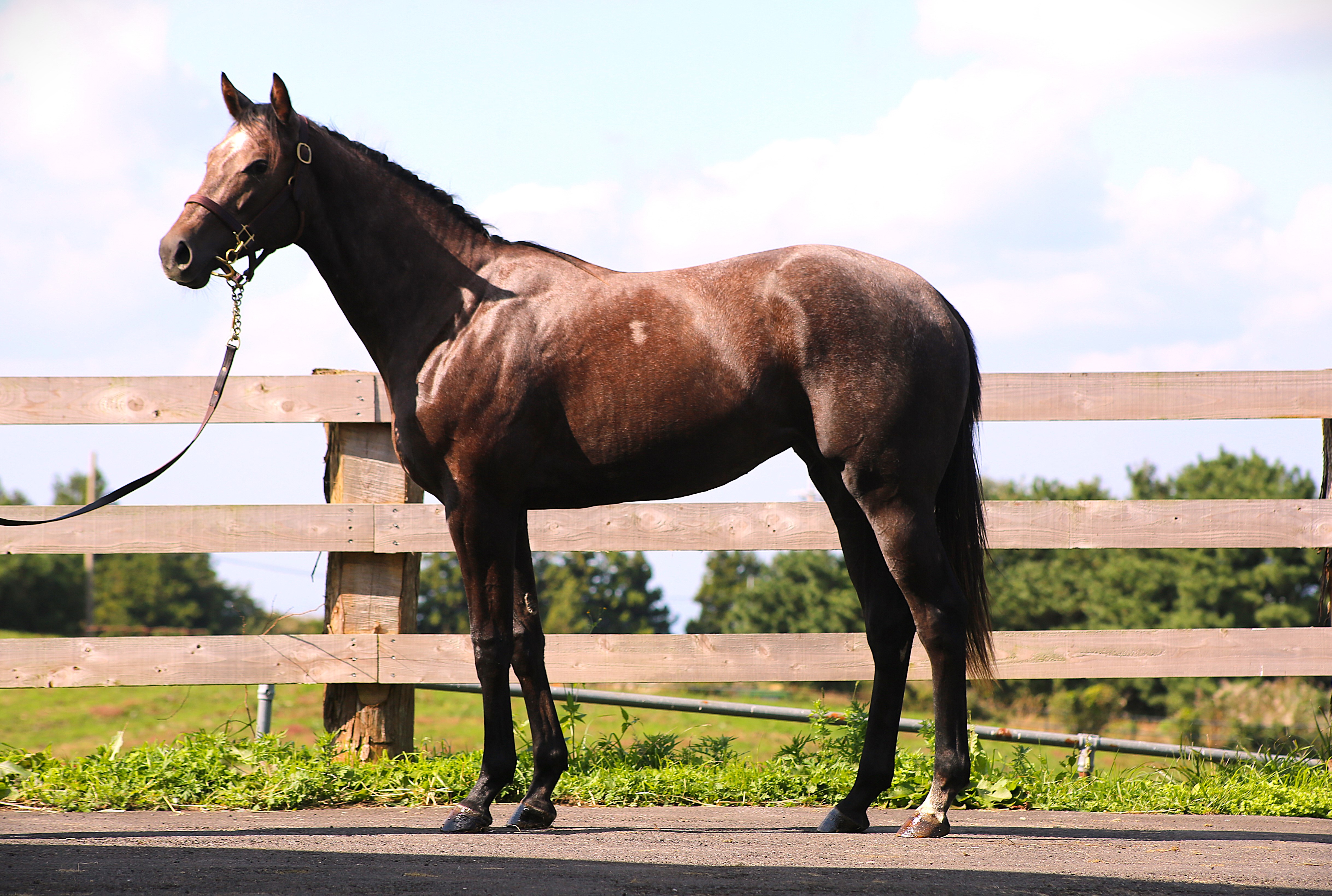 (24년생,암)셀시 자마 *부 : 올드패션드