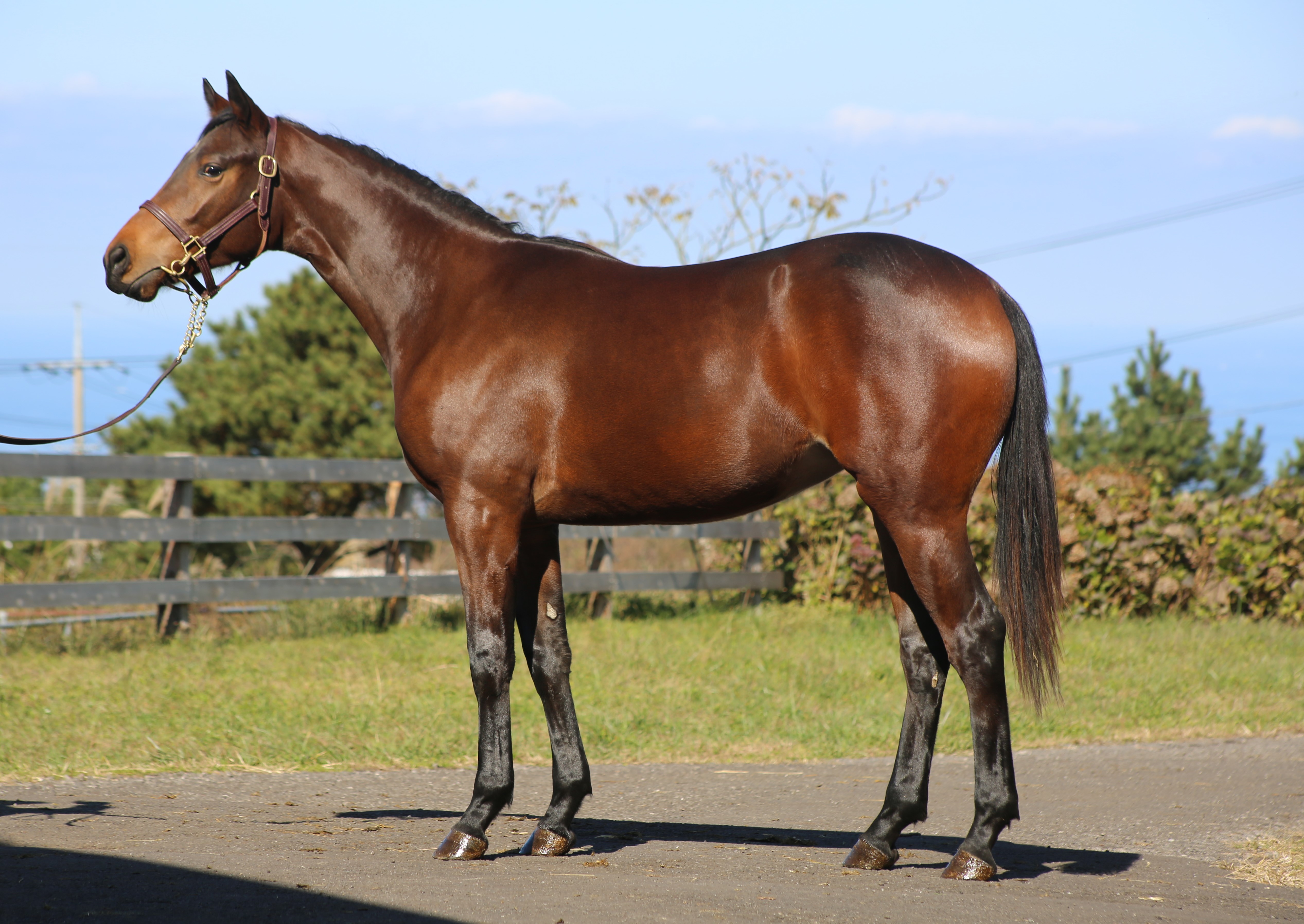 (24년생,암)천하일색 자마 *부 : 트리플나인