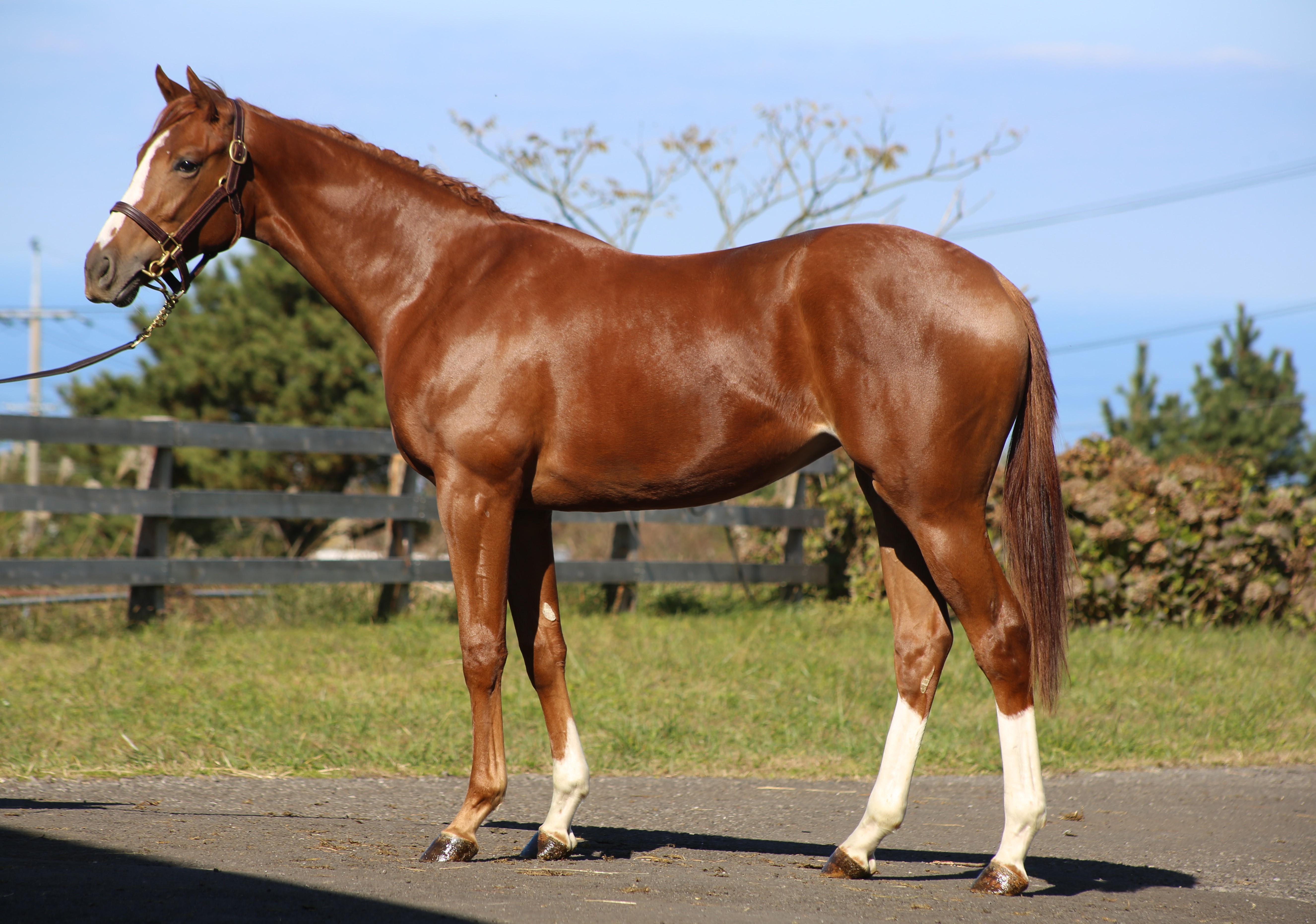 (24년생,암)프래니라스트댄스 자마 *부 : 올드패션드