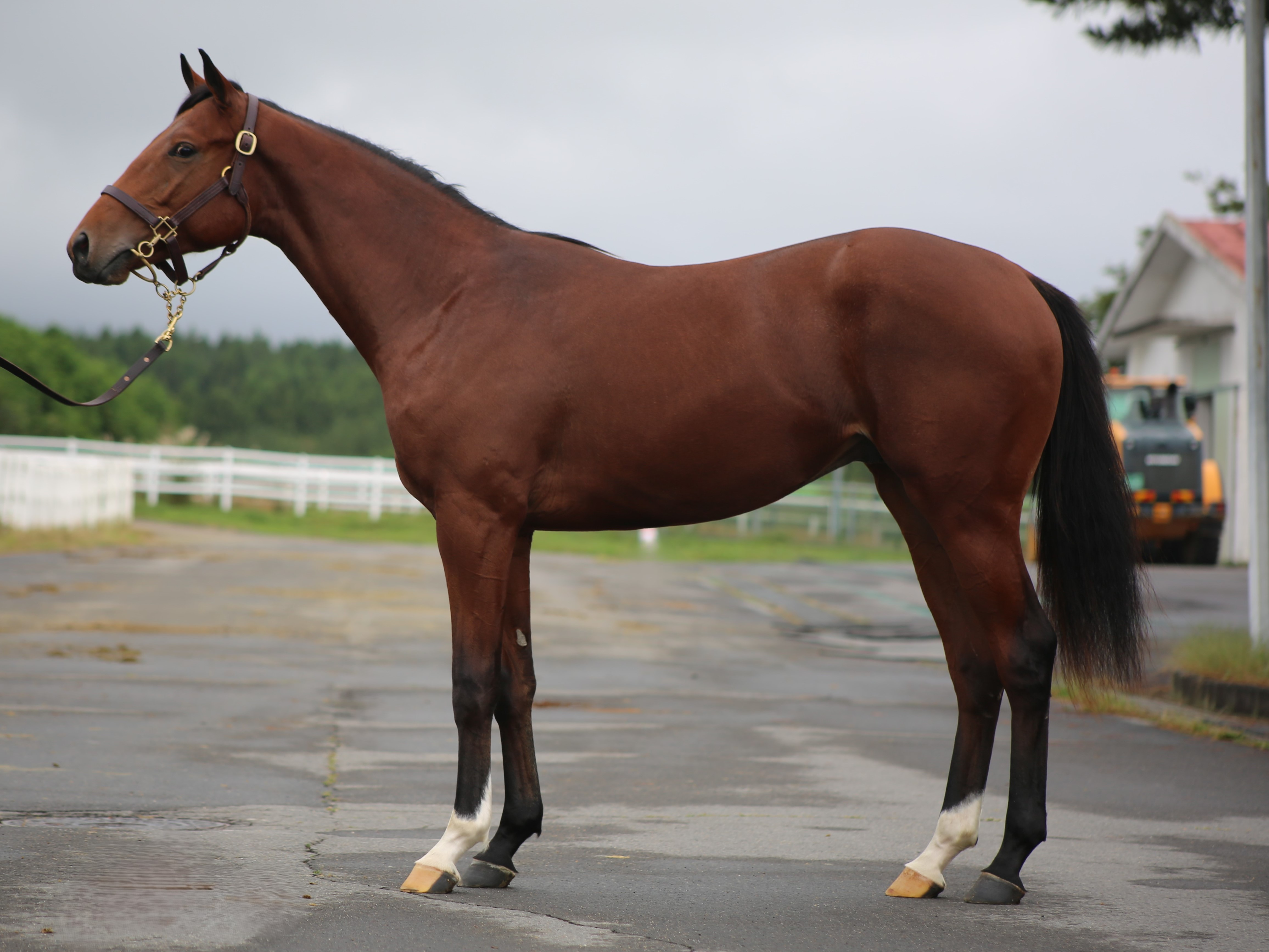 (24년생,수)라이브옥스레거시 자마 *부 : 레이스데이