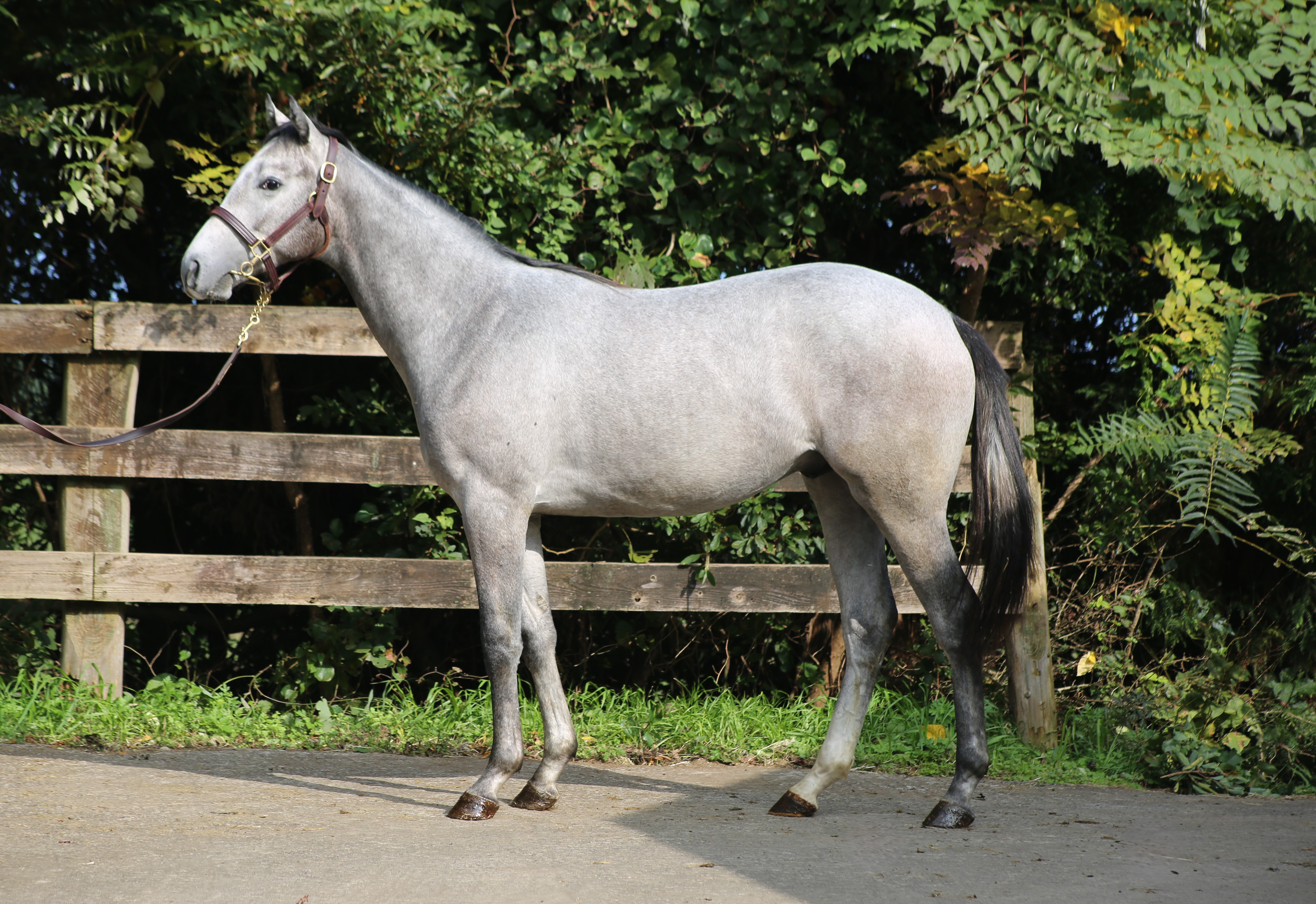 (24년생,수)러브토어치 자마 *부 : 레이스데이