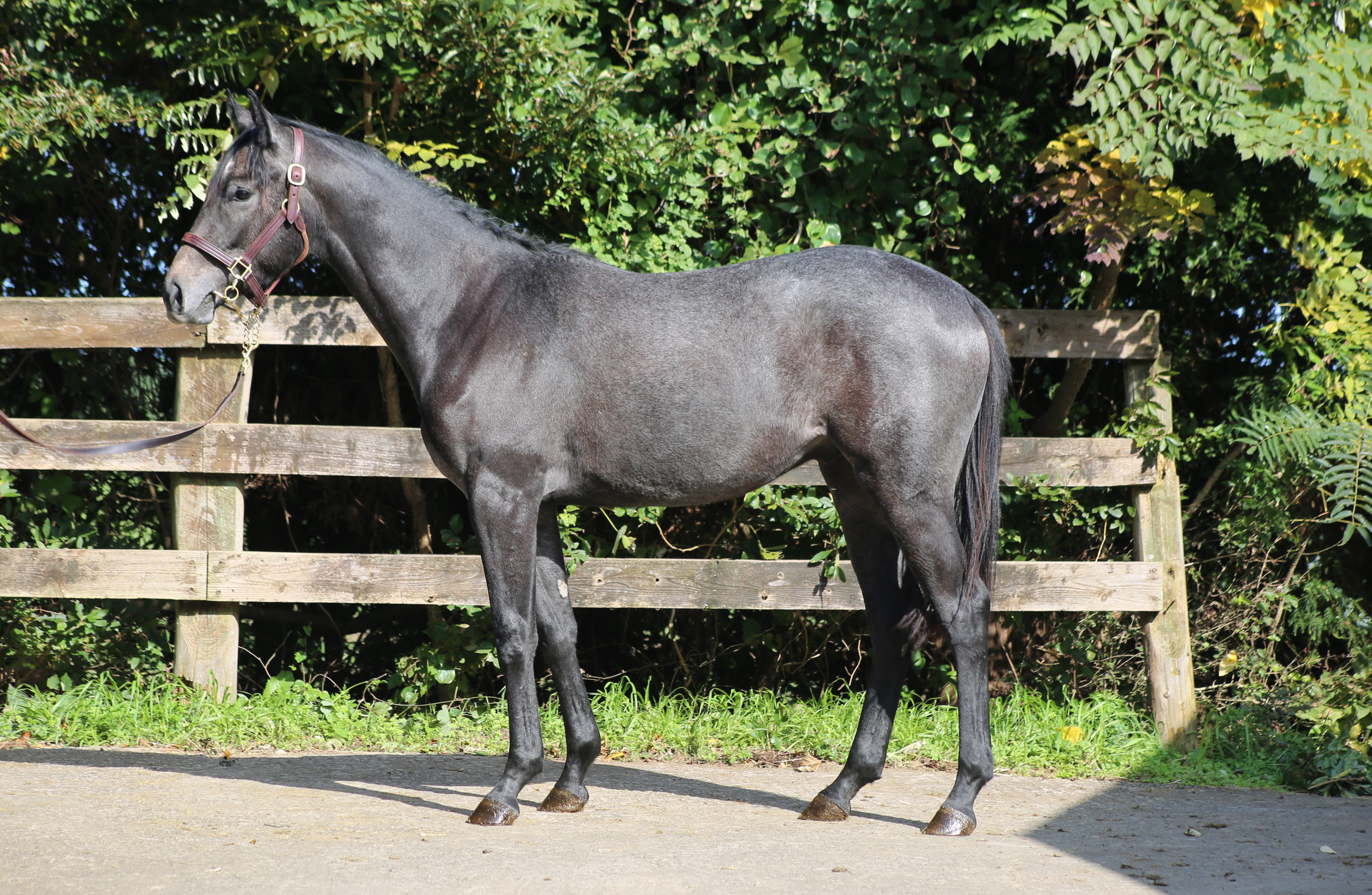 (24년생,수)쿠쿠키니아 자마 *부 : 레이스데이