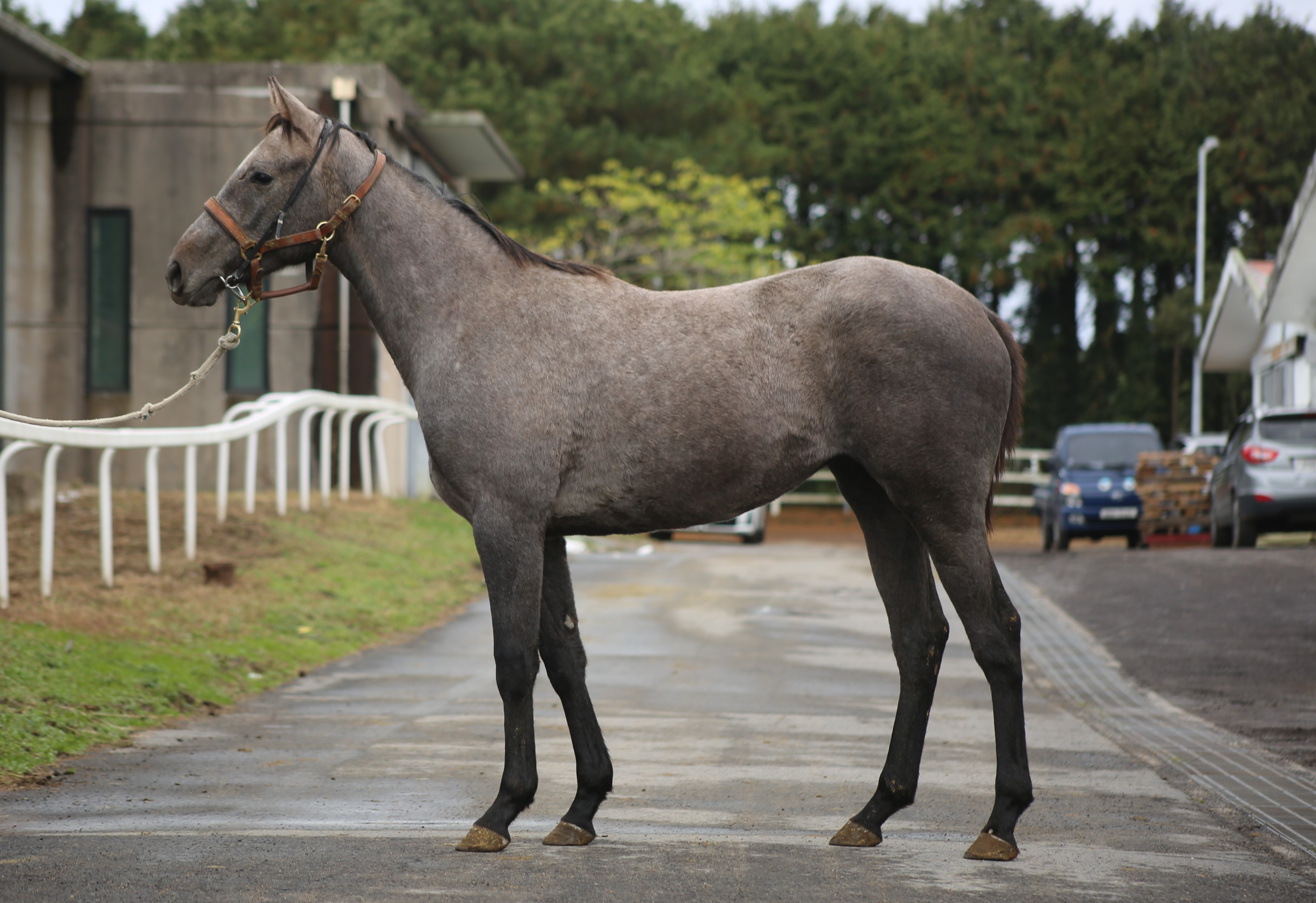 (24년생,암)픽셔널리티 자마 *부:레이스데이
