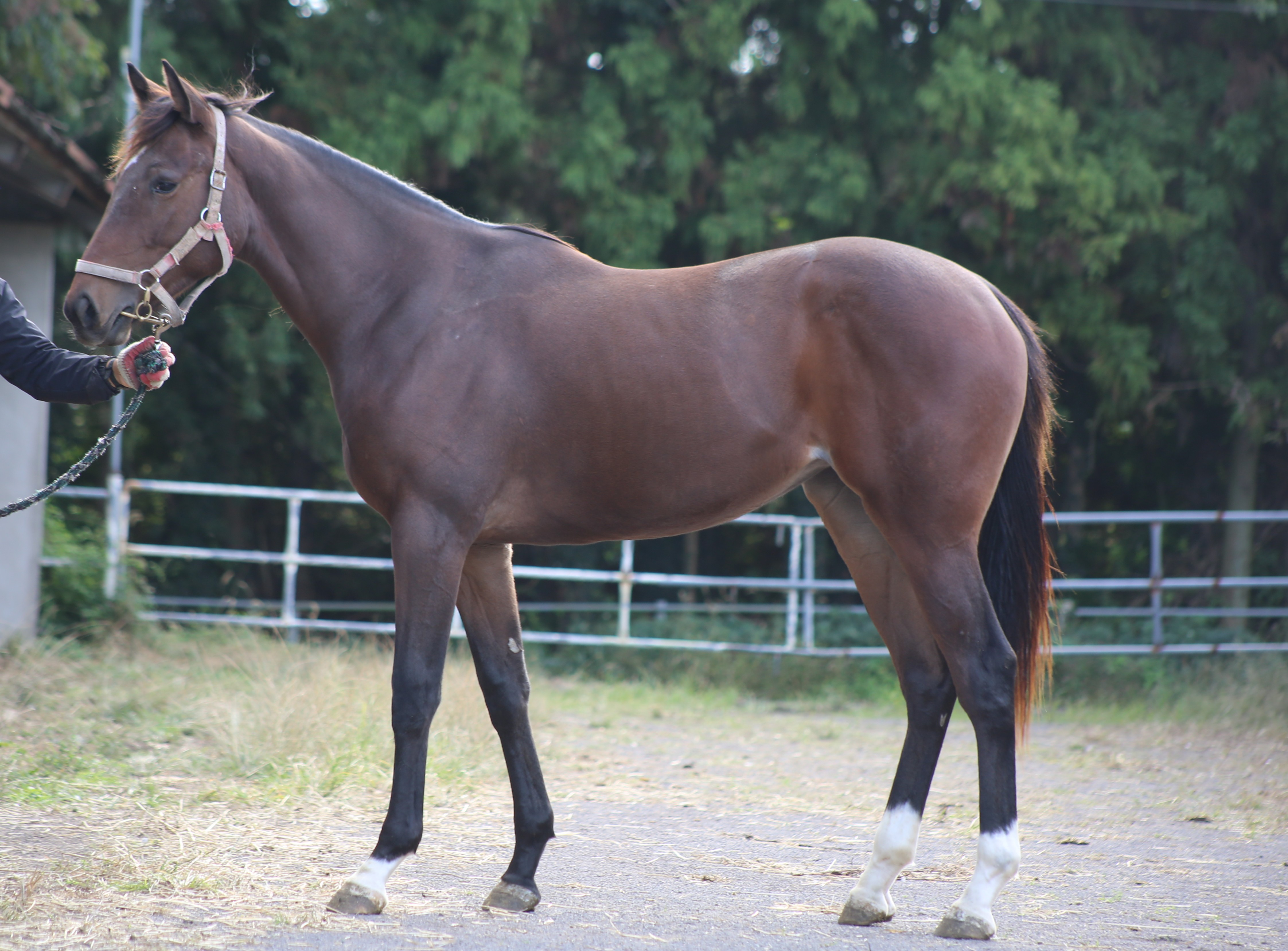 (24년생,암)아이리스 자마 *부 : 올드패션드