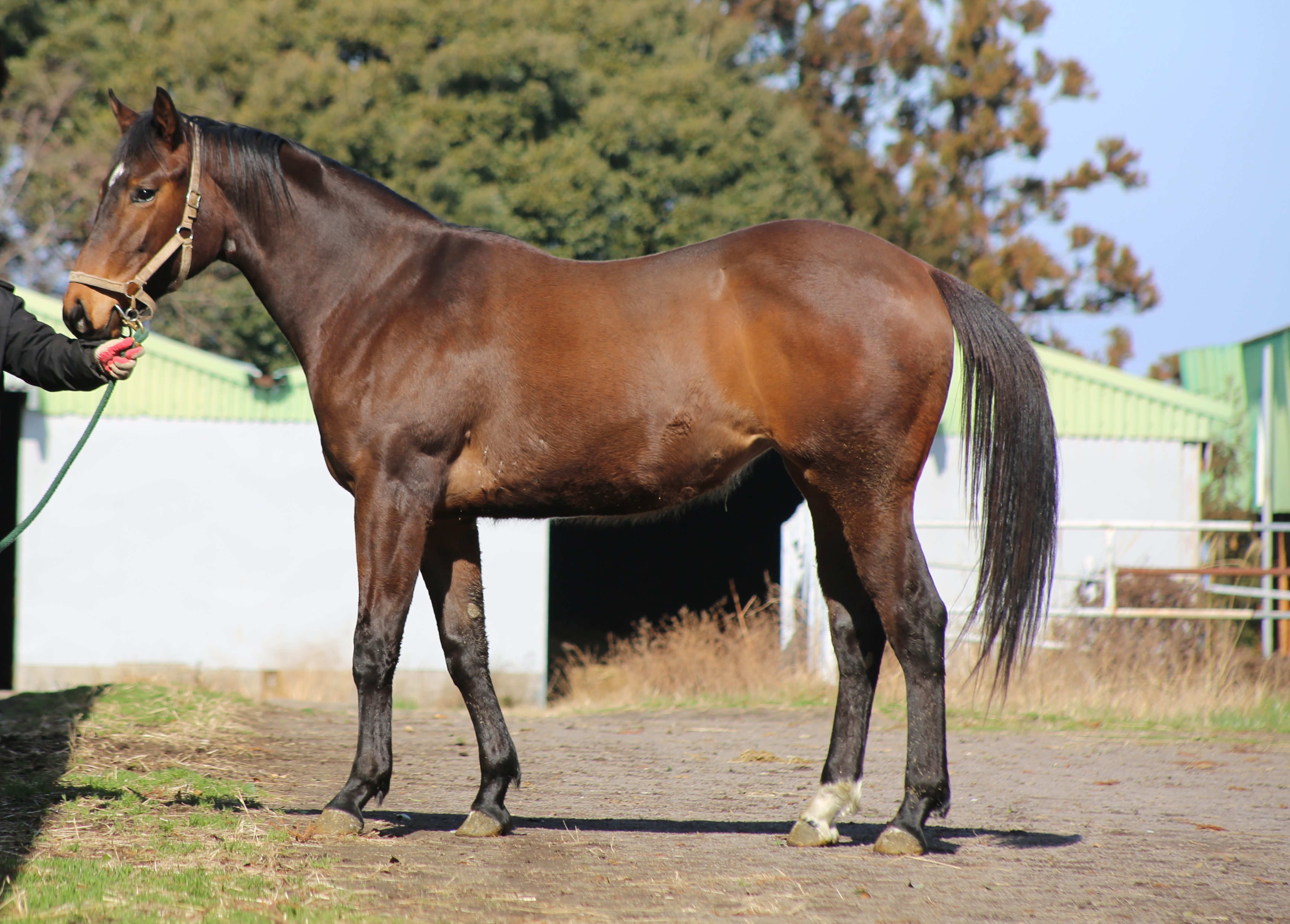 (24년생,암)조이럭키 자마 *부 : 머스킷맨