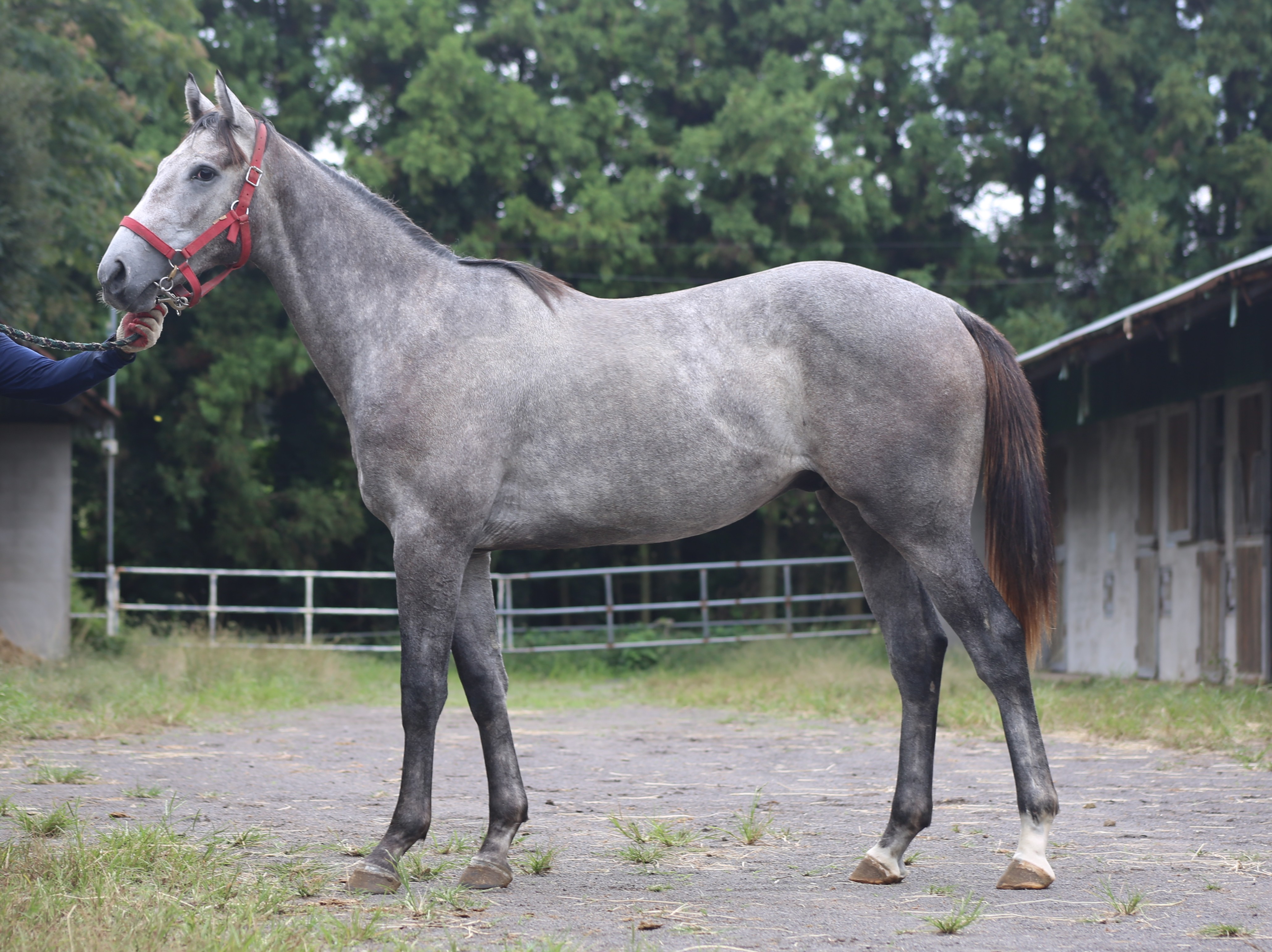 (24년생,수)마코마 자마 *부 : 콩코드포인트