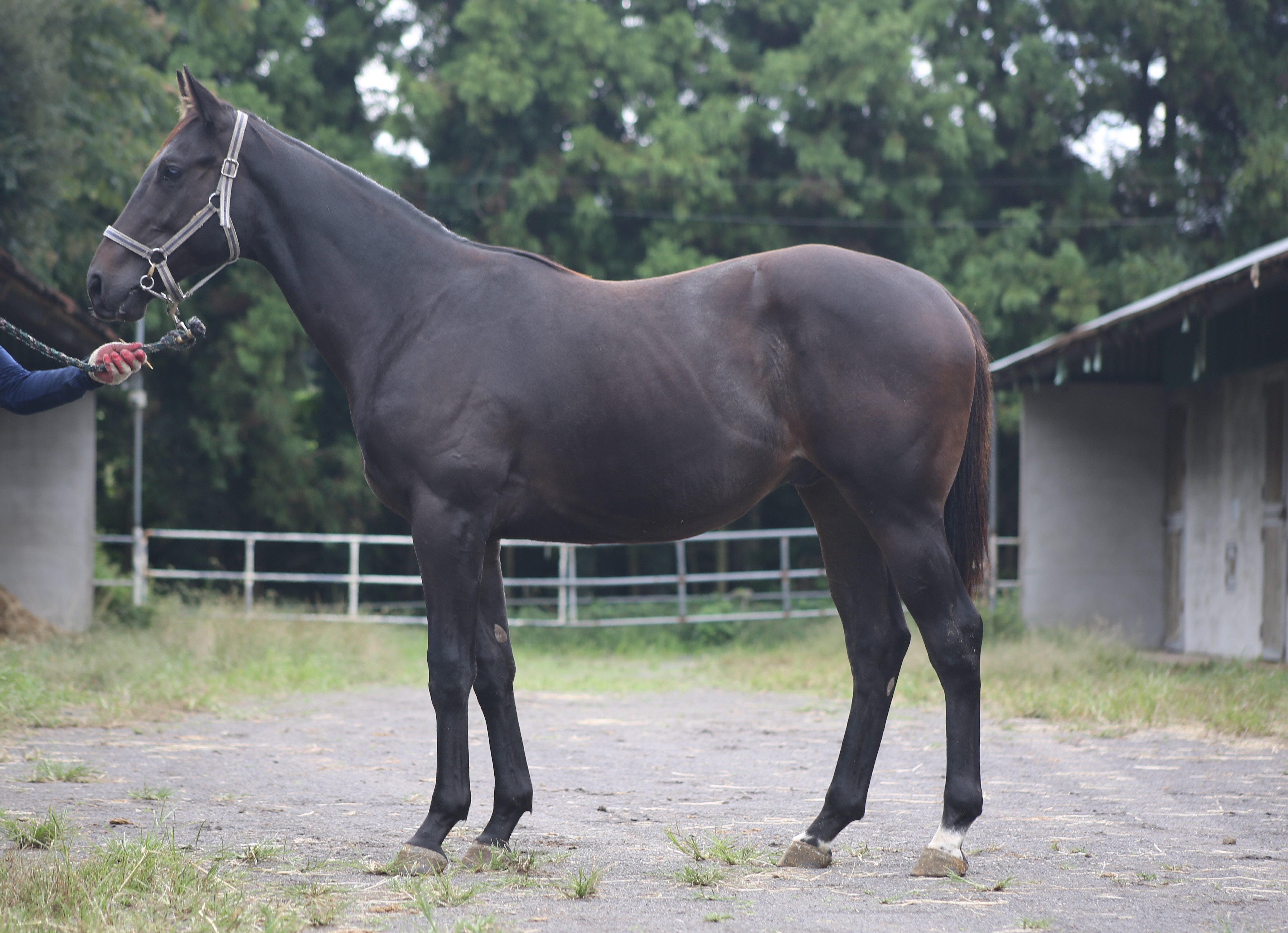 (24년생,수)버닝건 자마 *부 : 카우보이칼