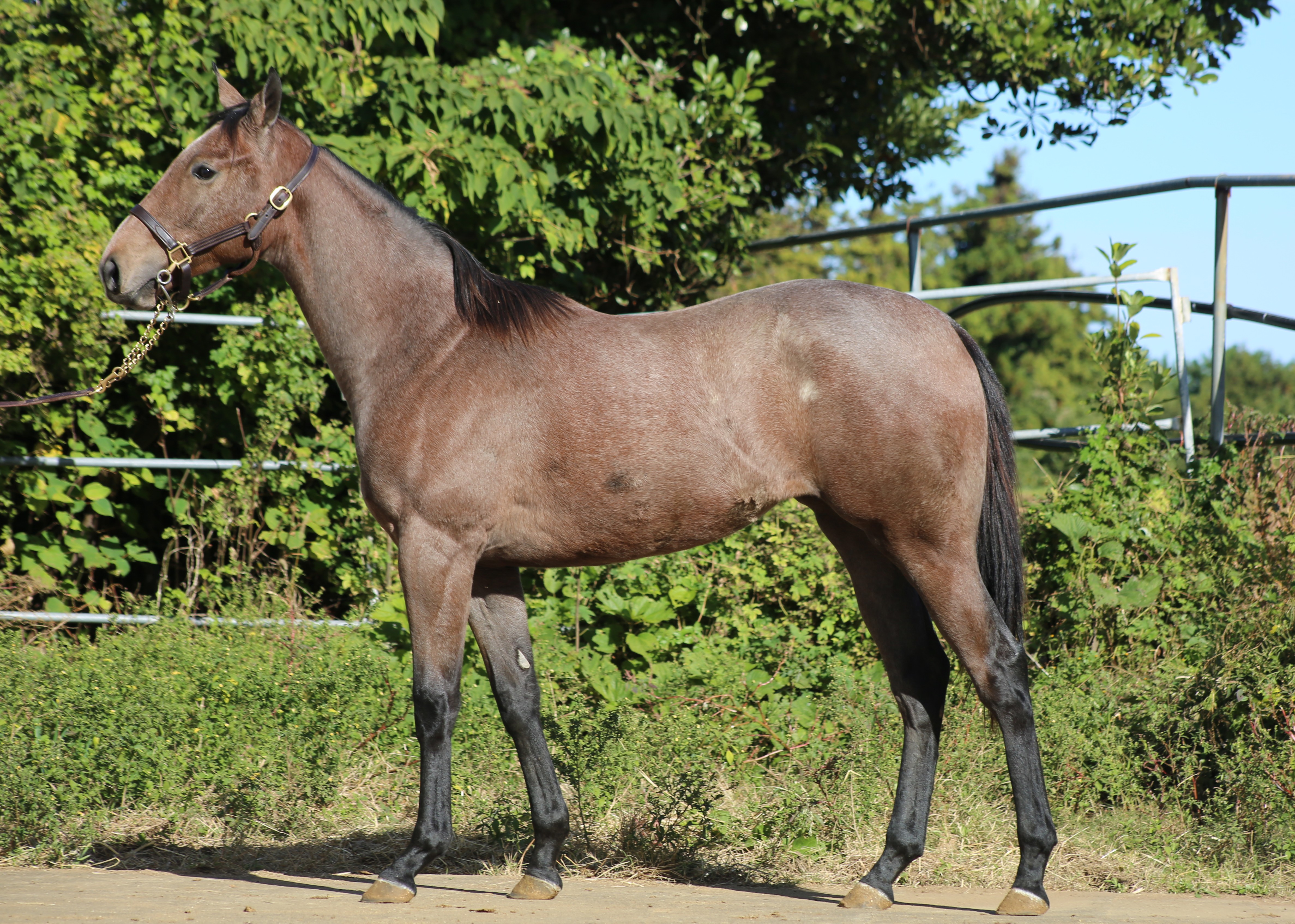 (24년생,암)폴라리제이션 자마 *부 : 레이스데이