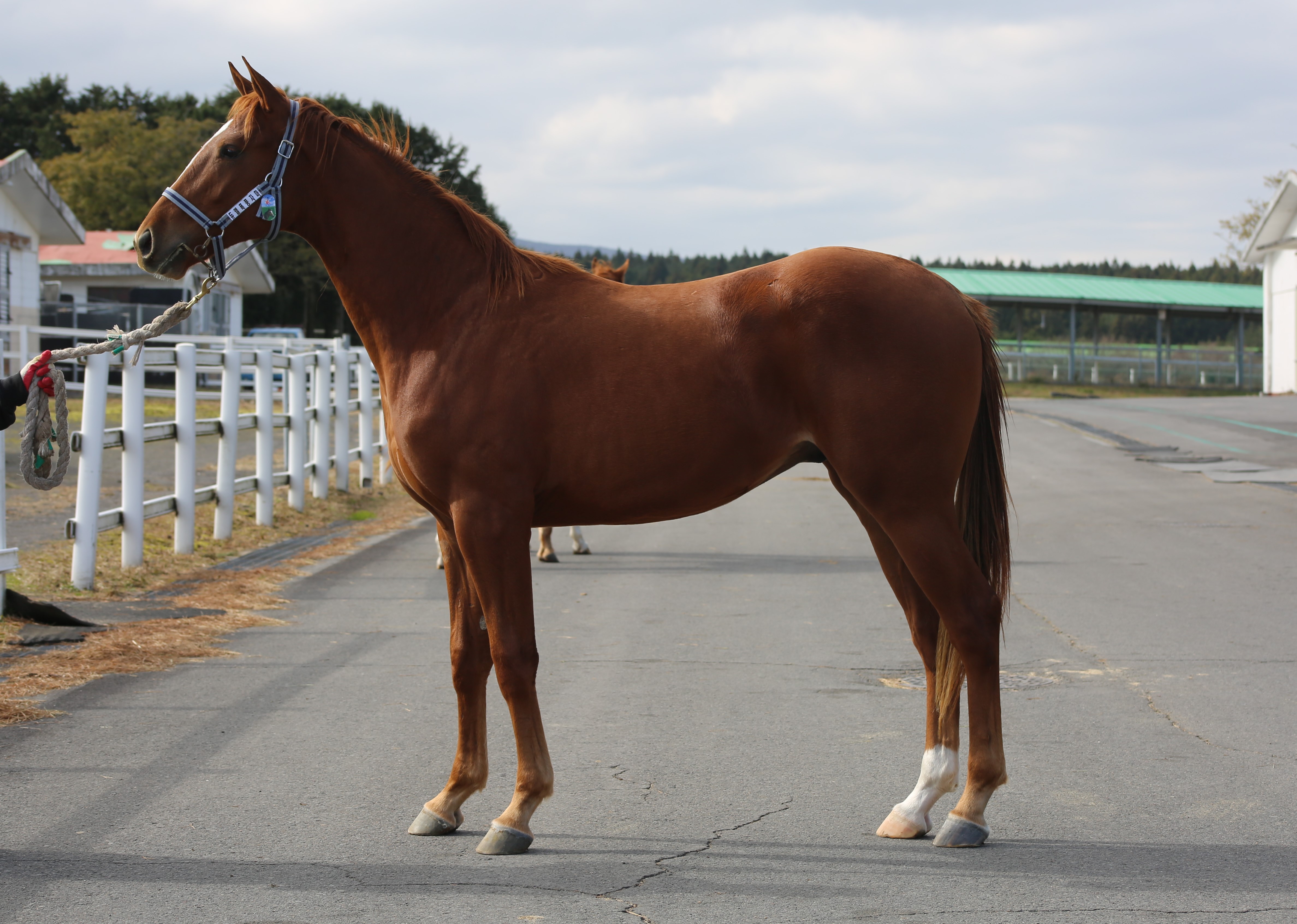 (24년생,수)듀앨폭풍 자마 *부 : 콩코드포인트