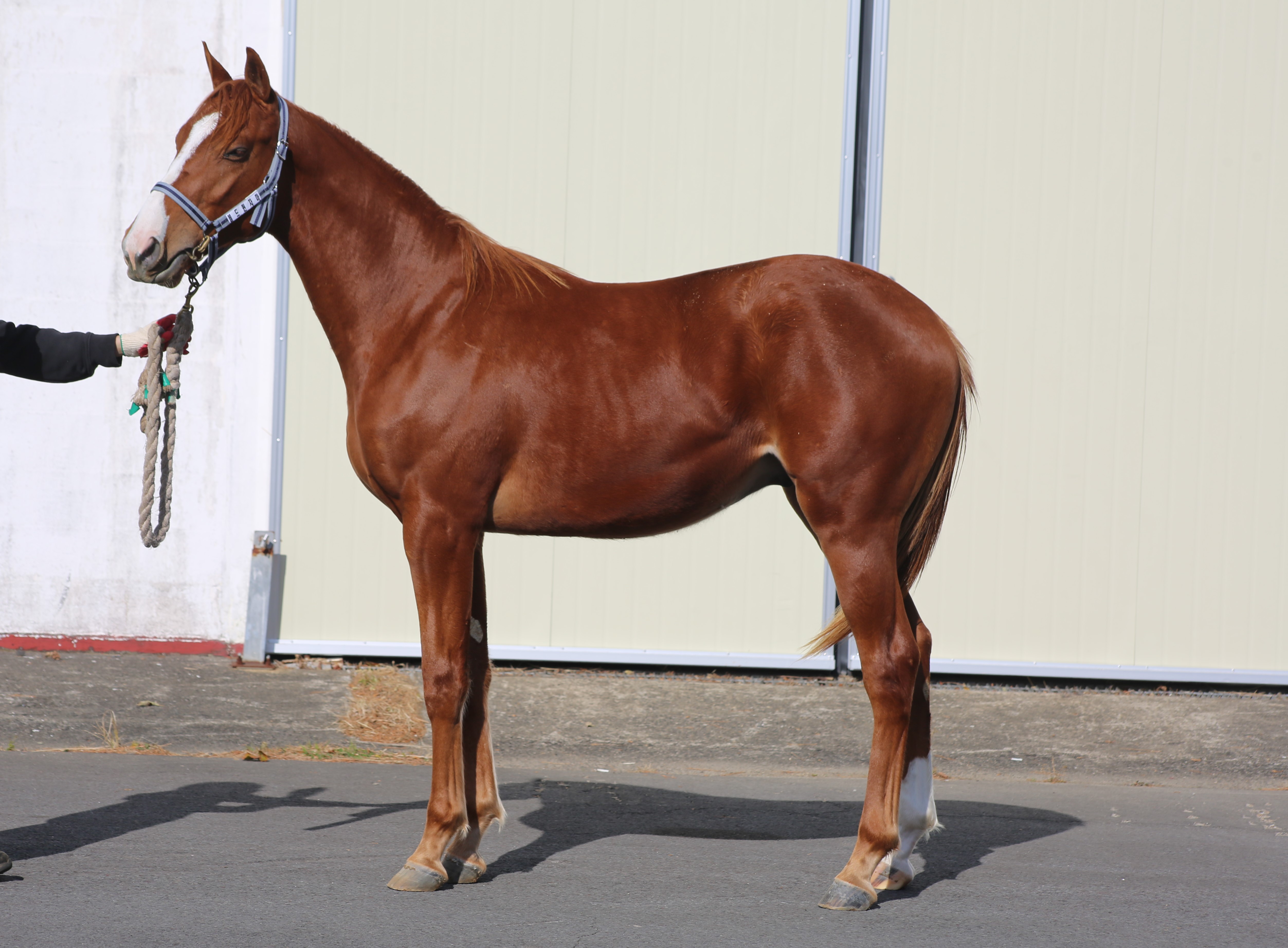 (24년생,수)볼드퀸 자마 *부 : 투아너앤드서브