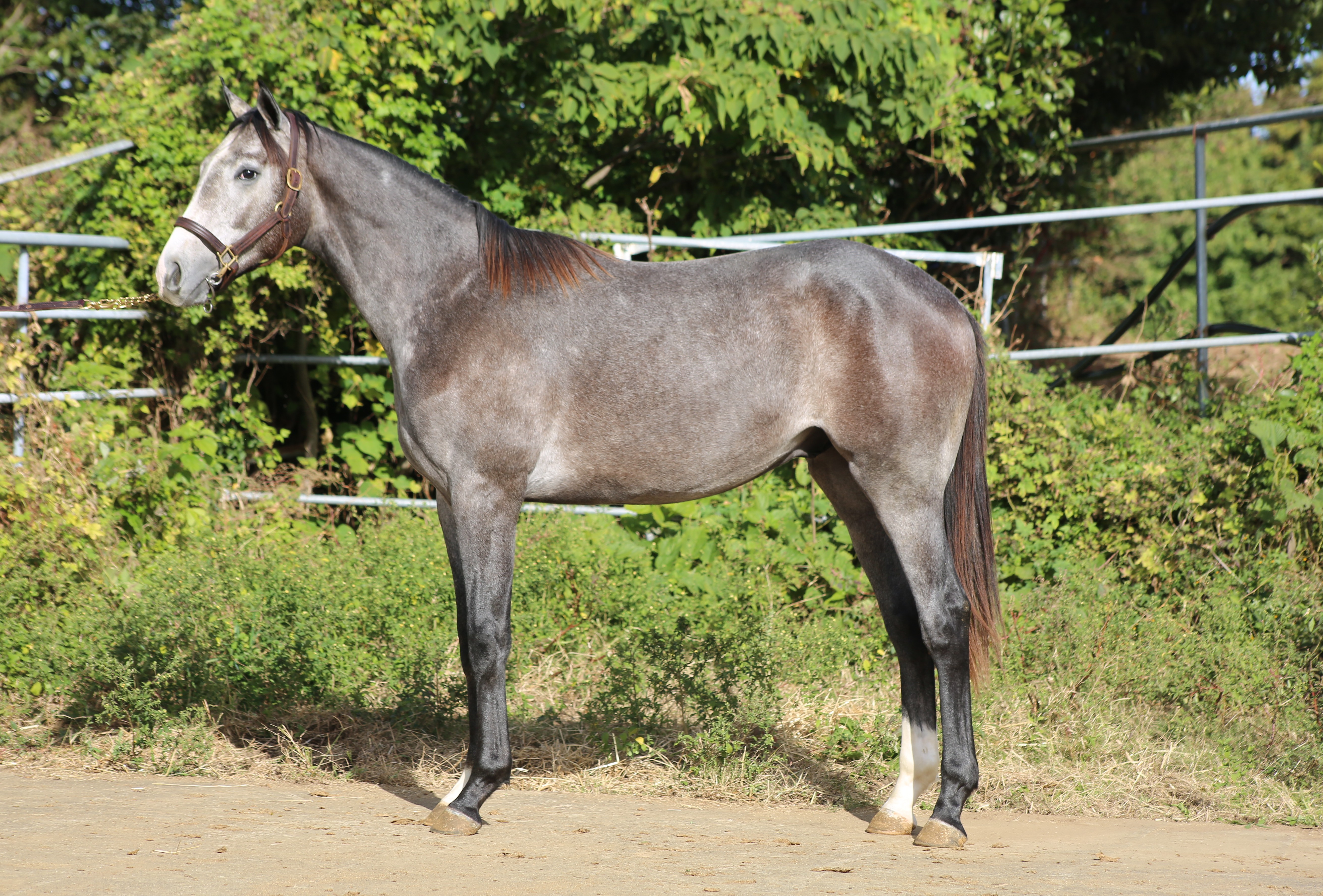 (24년생,수)서울퀸 자마 *부 : 콩코드포인트