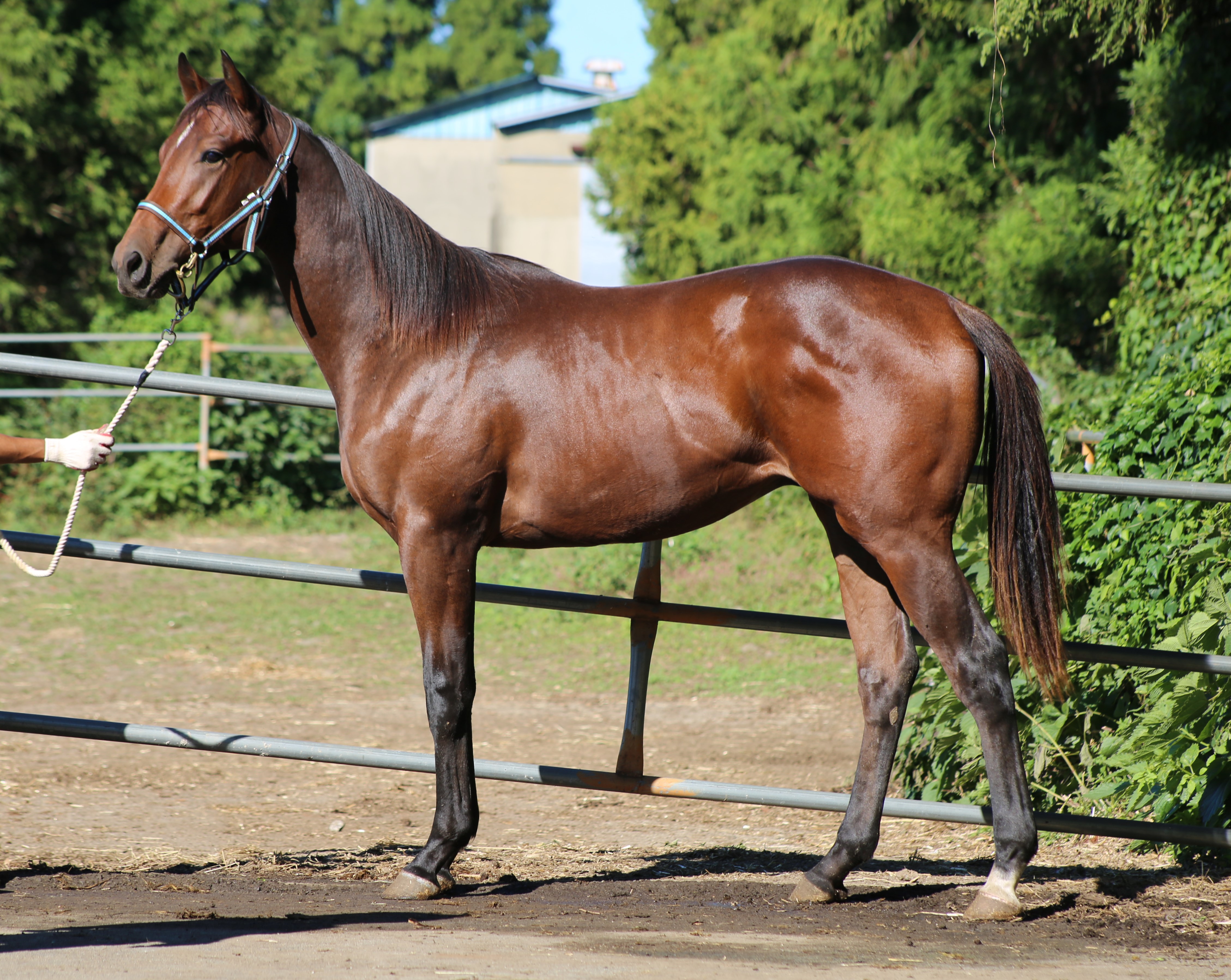 (24년생,수)라이징에이스 자마 *부: 빅스