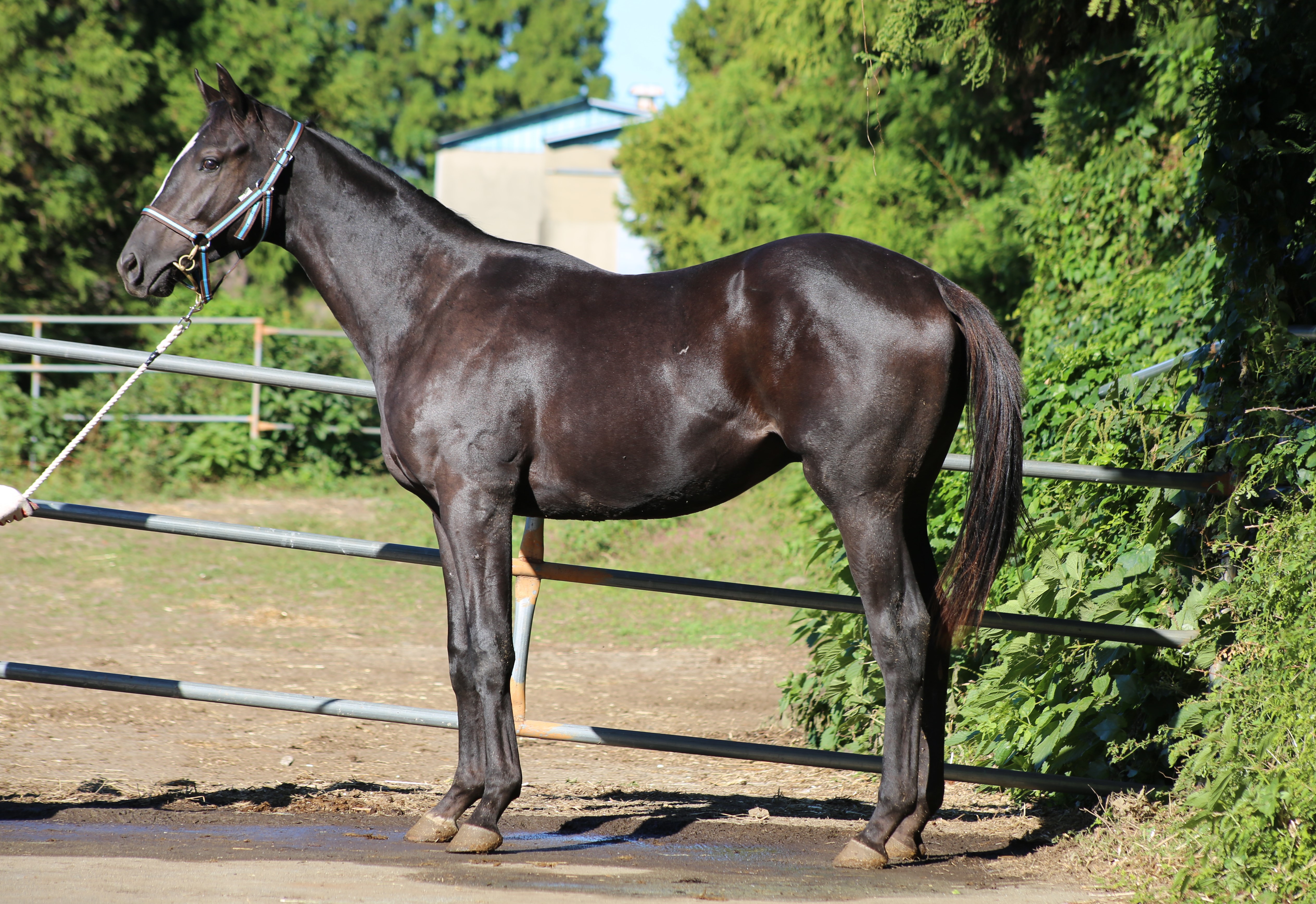 (24년생,수)아르고챔프 자마 *부 : 미스터크로우