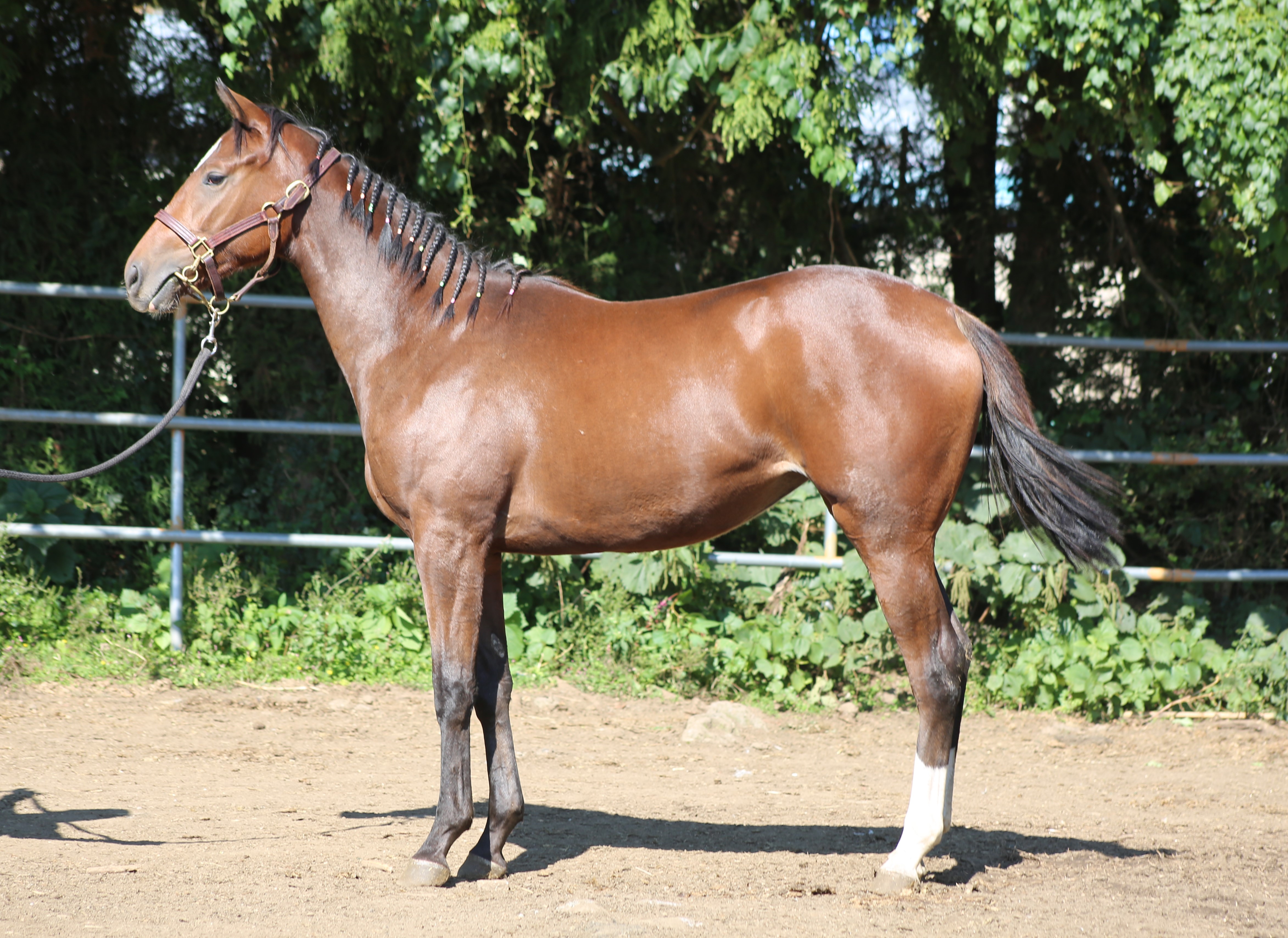 (24년생,암)엠에이빌릿두 자마 *부 :