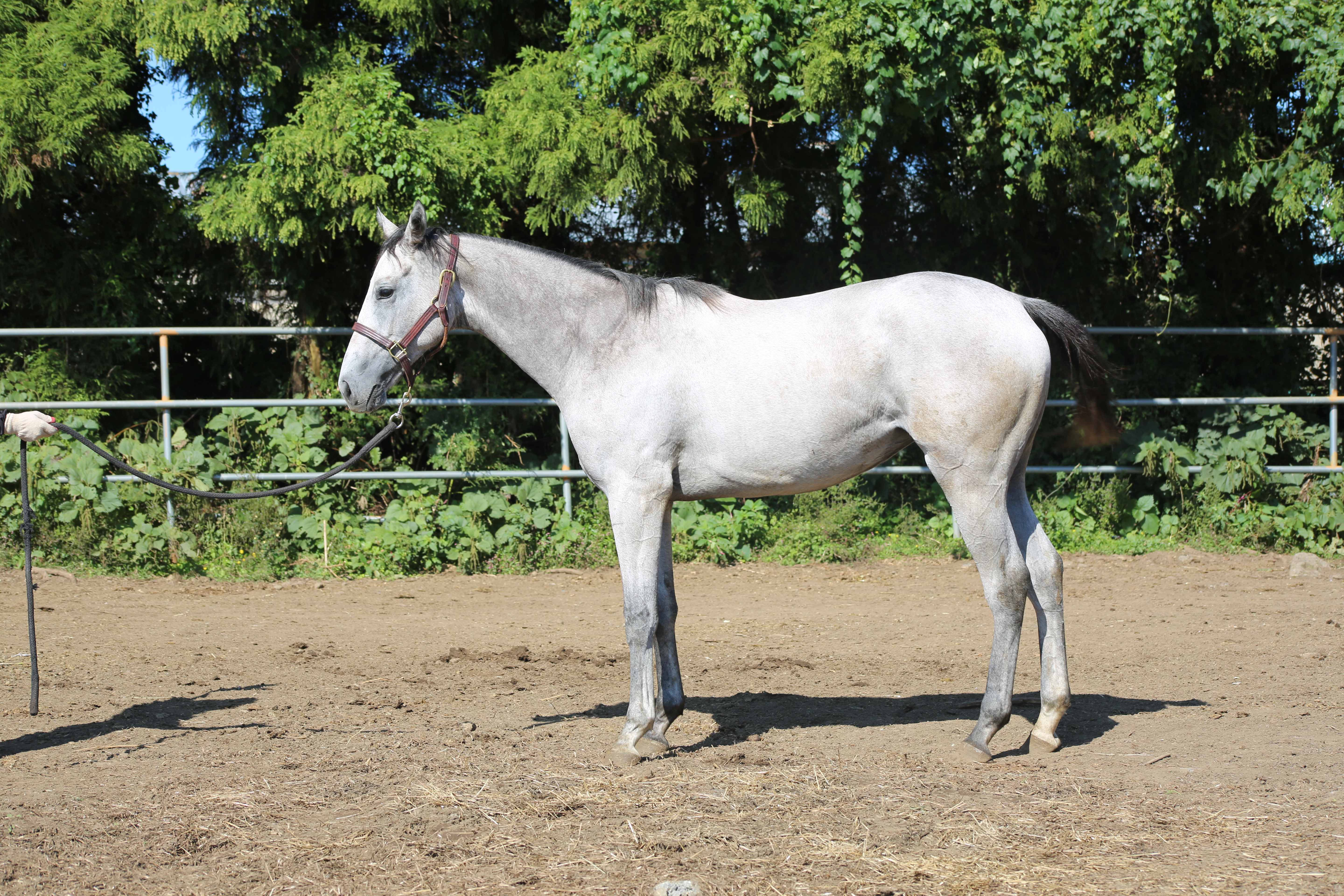 (24년생,암)장산도쿄 자마 *부 : 레이스데이