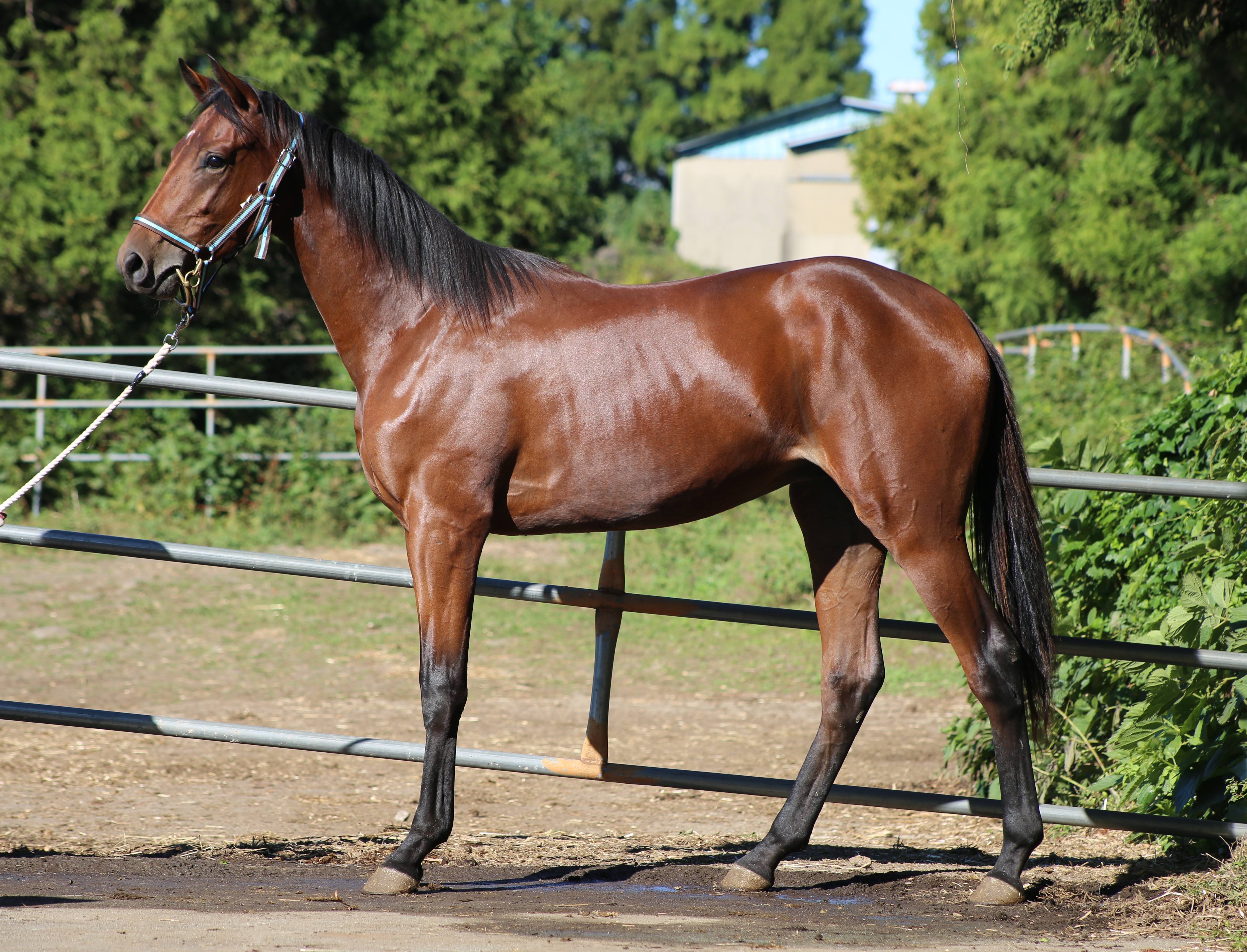 (24년생,수)크래프티블루카트 자마 *부 : 레이스데이