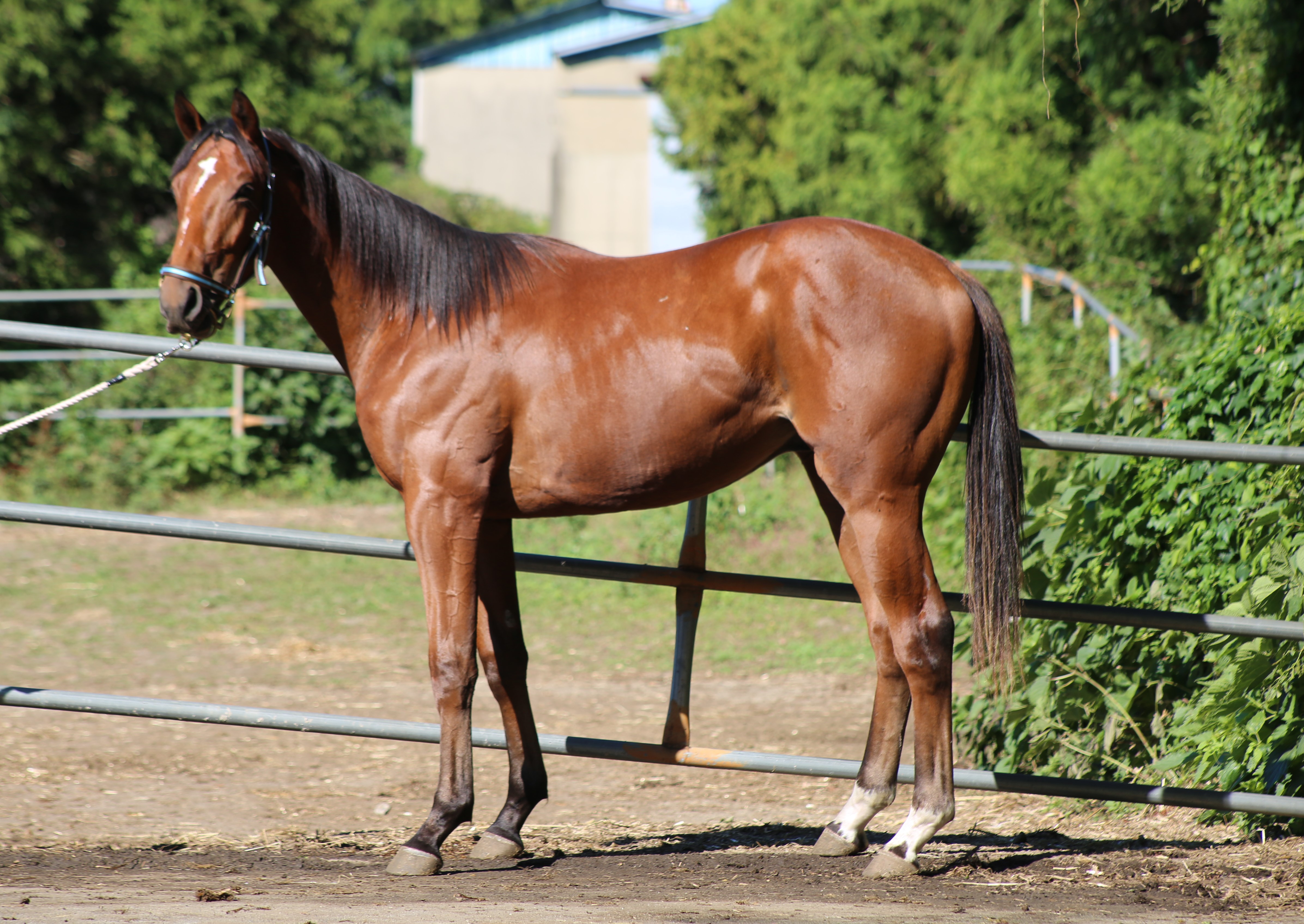 (24년생,암)고고비 자마 *부 : 올드패션드