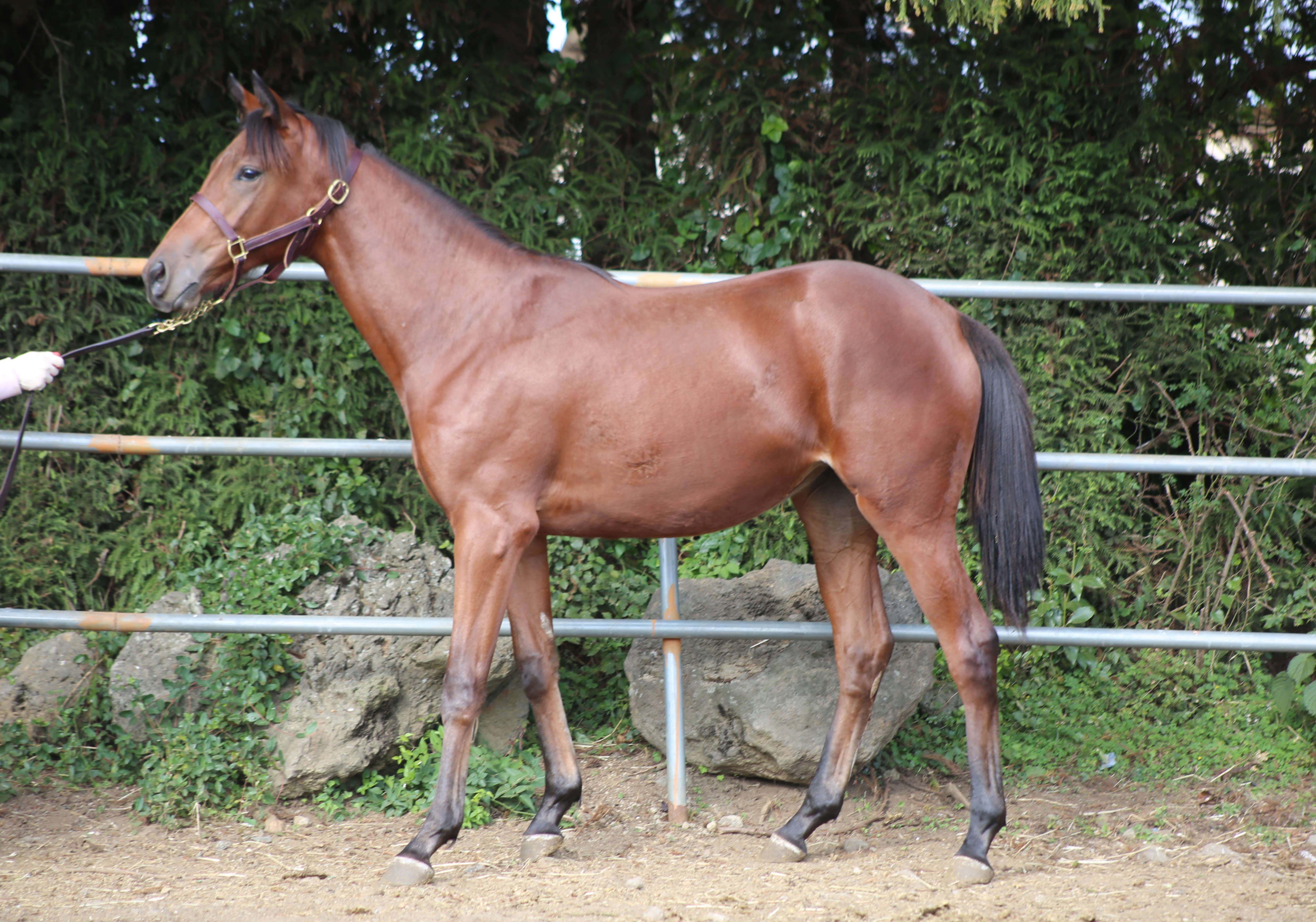 (24년생,암)	파자마마마 자마 *부 : 파워블레이드